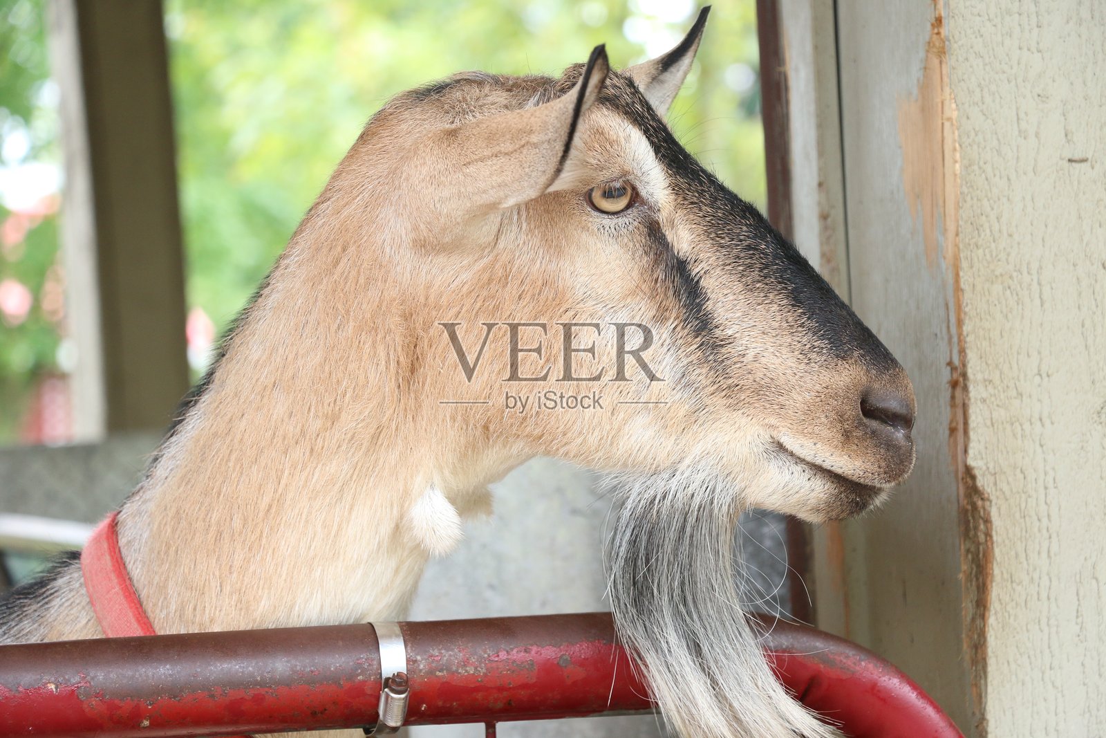 山羊照片摄影图片