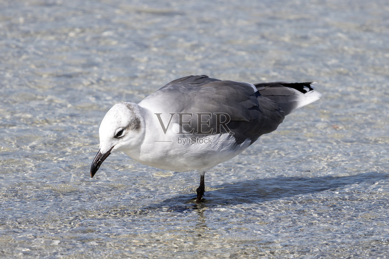海洋中的鸟照片摄影图片