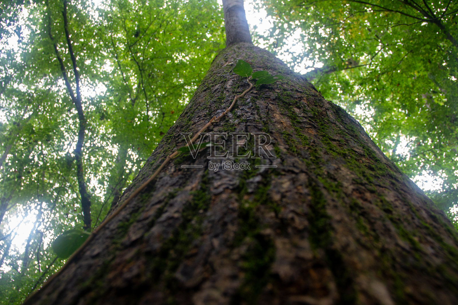 苔藓覆盖的树木和藤蔓照片摄影图片