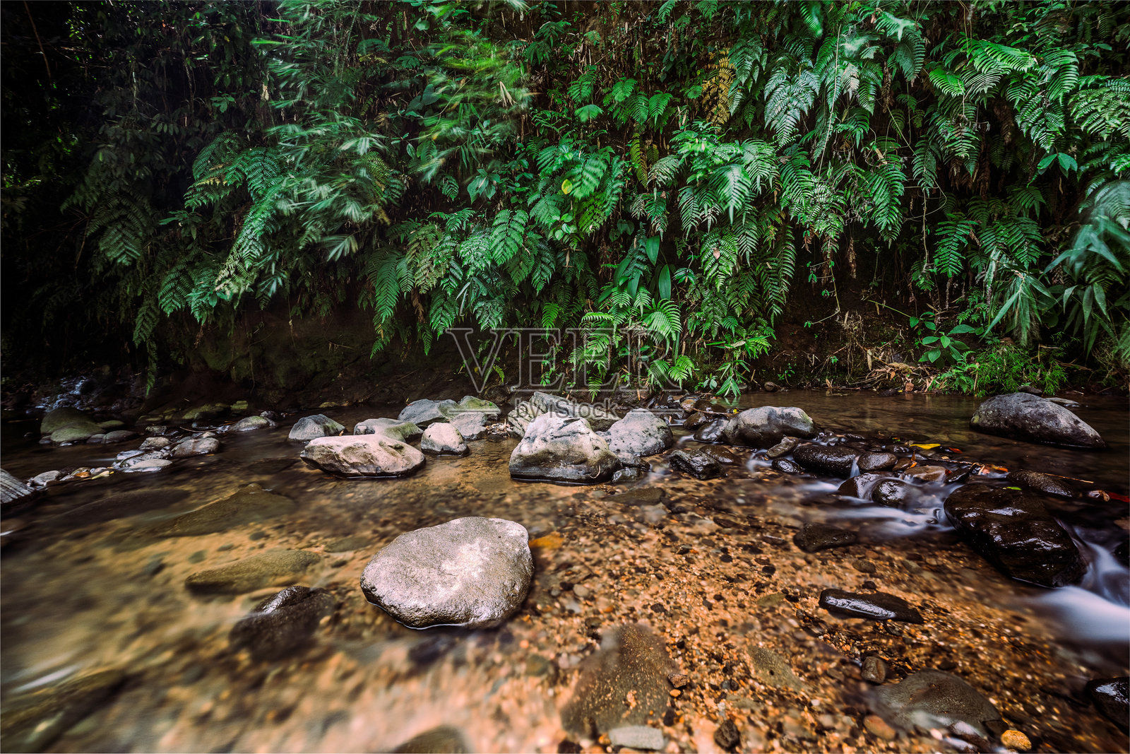 原始的山泉。郁郁葱葱的天堂中的清新水源。照片摄影图片