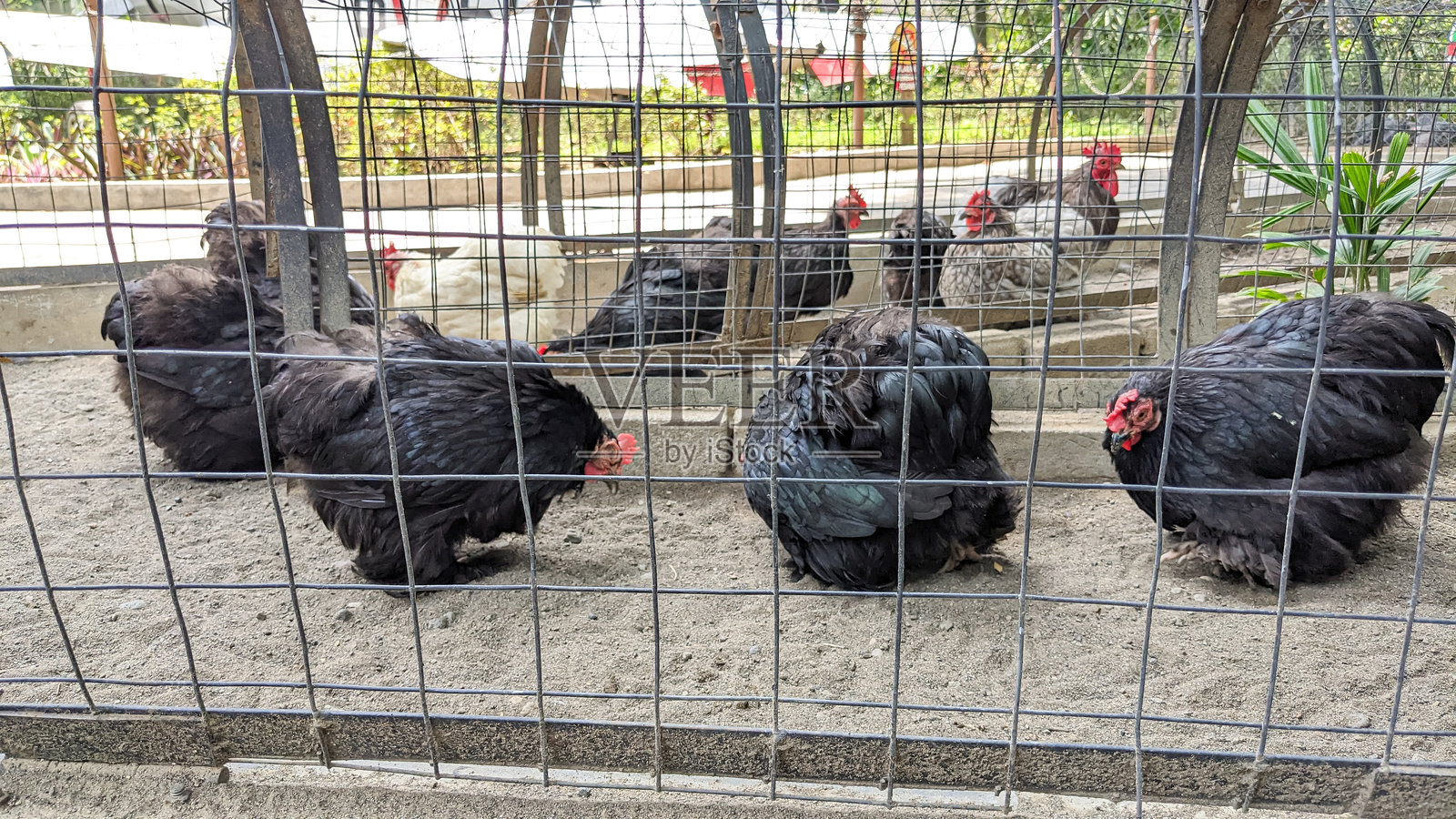 一只威武的黑公鸡，头顶鲜艳的红冠，正在俯视一群聚在鸡舍角落里的母鸡。照片摄影图片