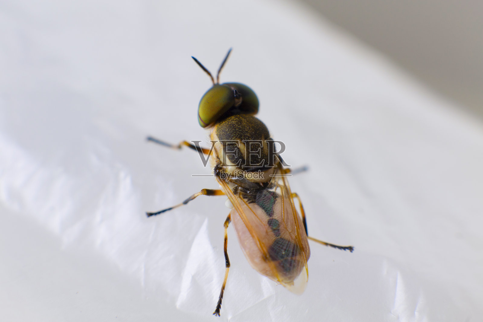微小甲虫的细节之美照片摄影图片
