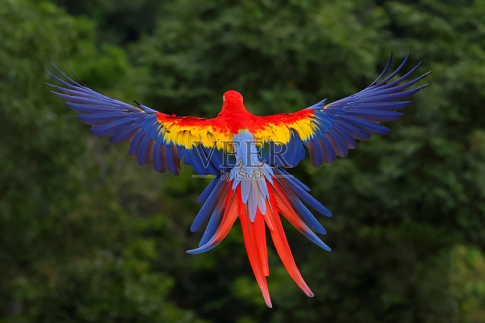 鹦鹉照片摄影图片