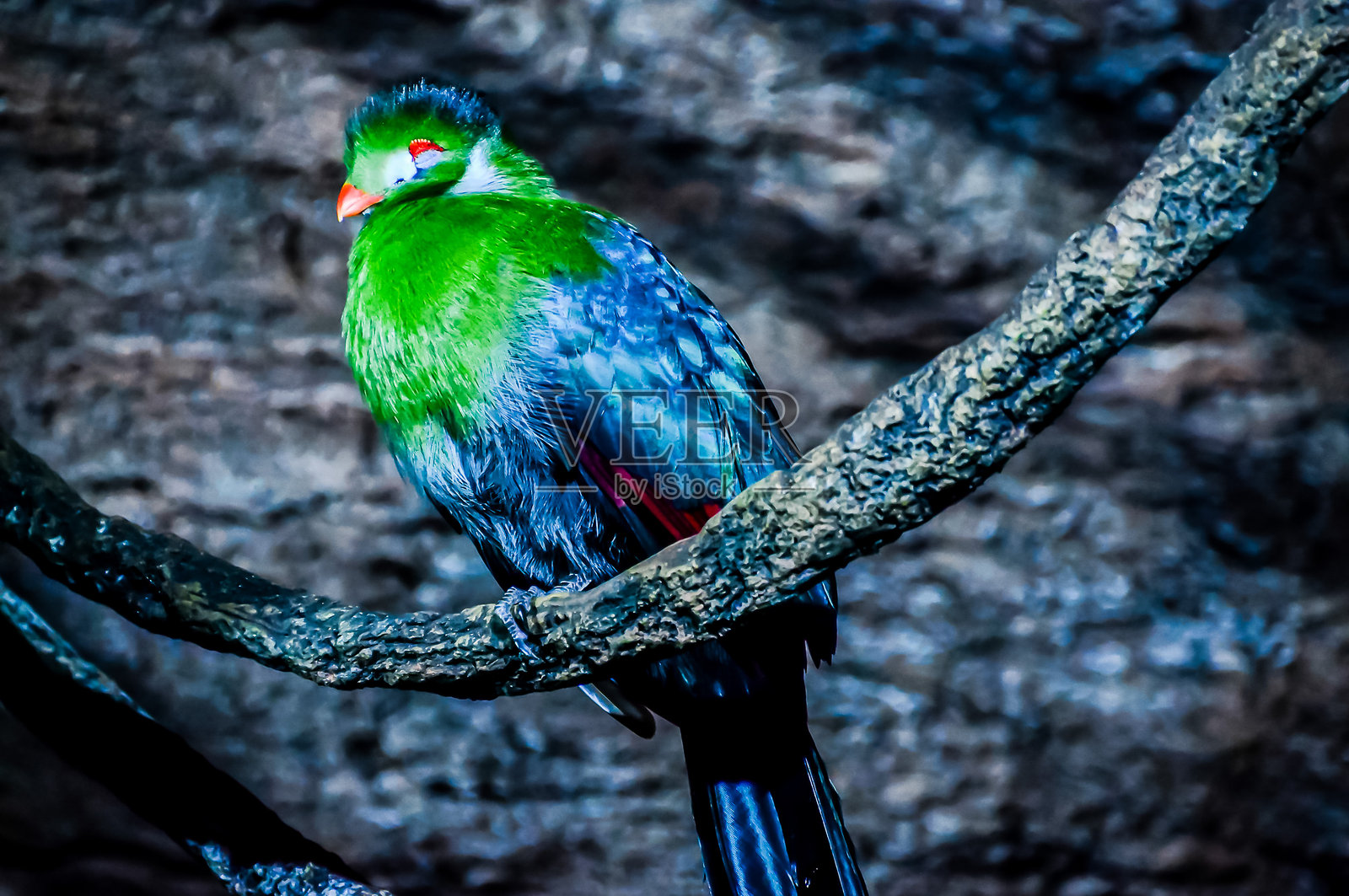 一只绿色和黑色的鸟栖息在树枝上照片摄影图片
