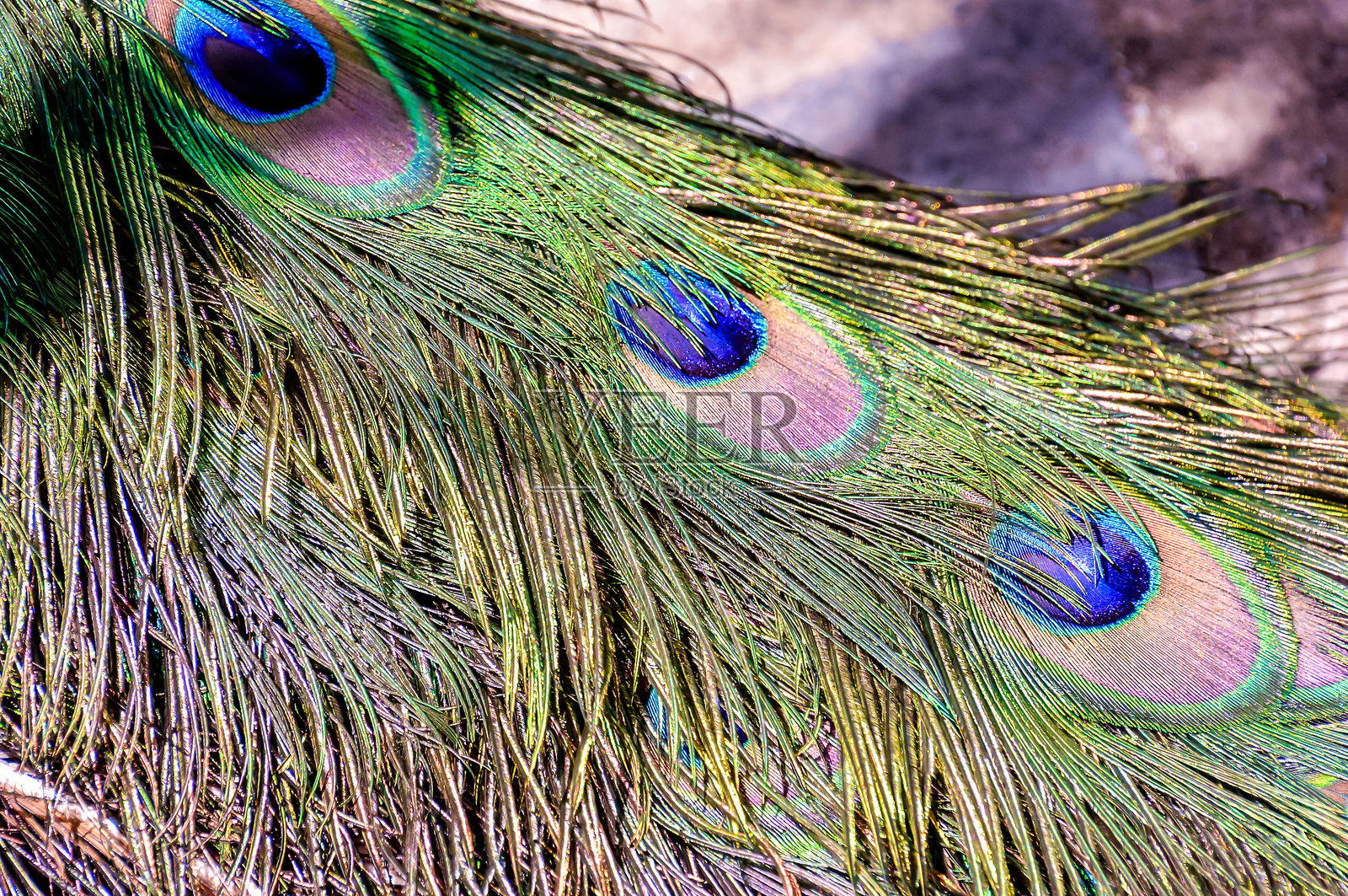 孔雀尾羽的特写，展示了鲜艳的色彩照片摄影图片