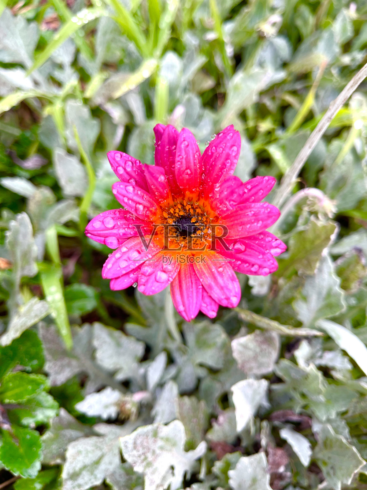 雨后盛开的花朵 2照片摄影图片