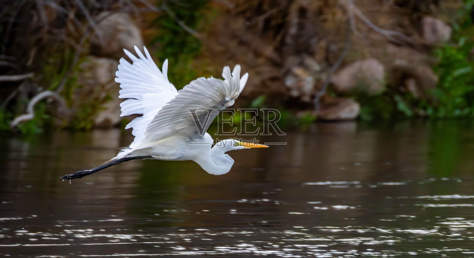 在宁静的河流上空飞翔的白鹭，背景自然，地点：亚利桑那州，低盐河。照片摄影图片