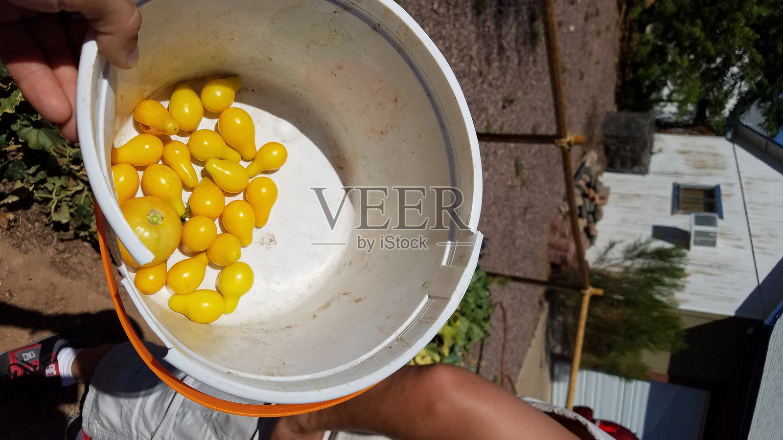 新鲜采摘的黄色葡萄番茄放在桶里照片摄影图片