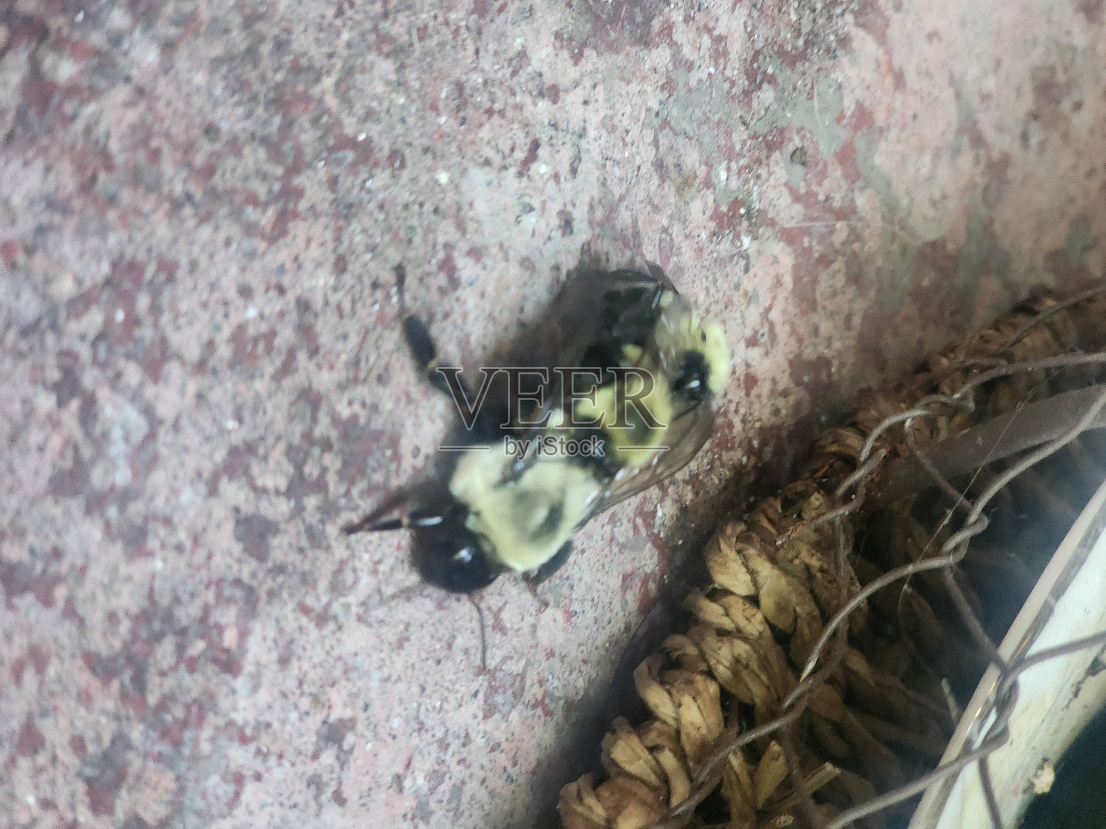 养蜂人照片摄影图片