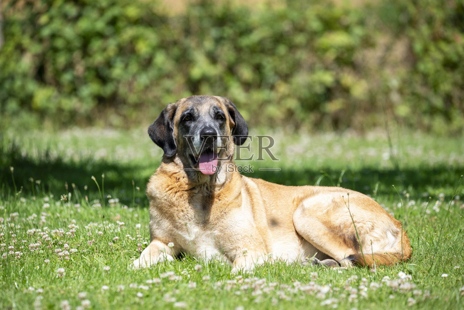 快乐的狗狗享受阳光照片摄影图片