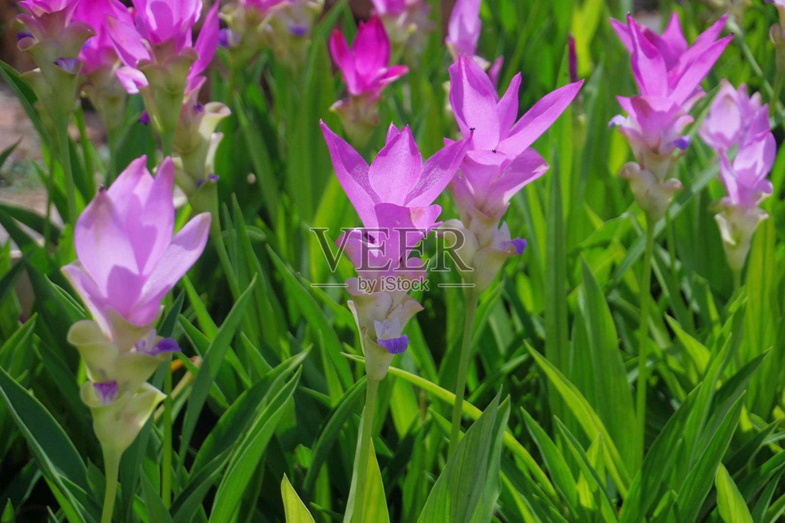 泰国姜花在花园中照片摄影图片