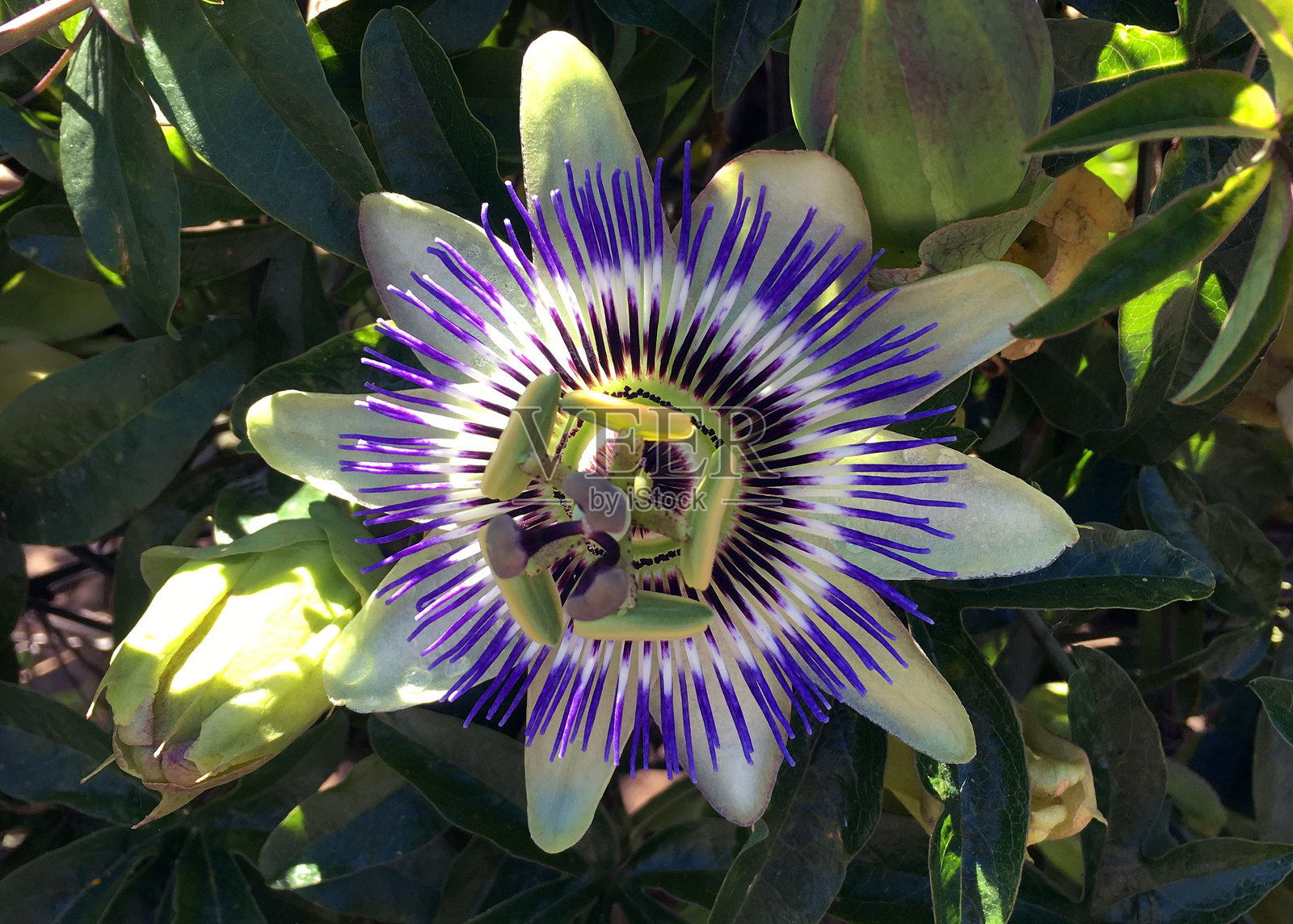 鲜艳的百香果花特写照片摄影图片