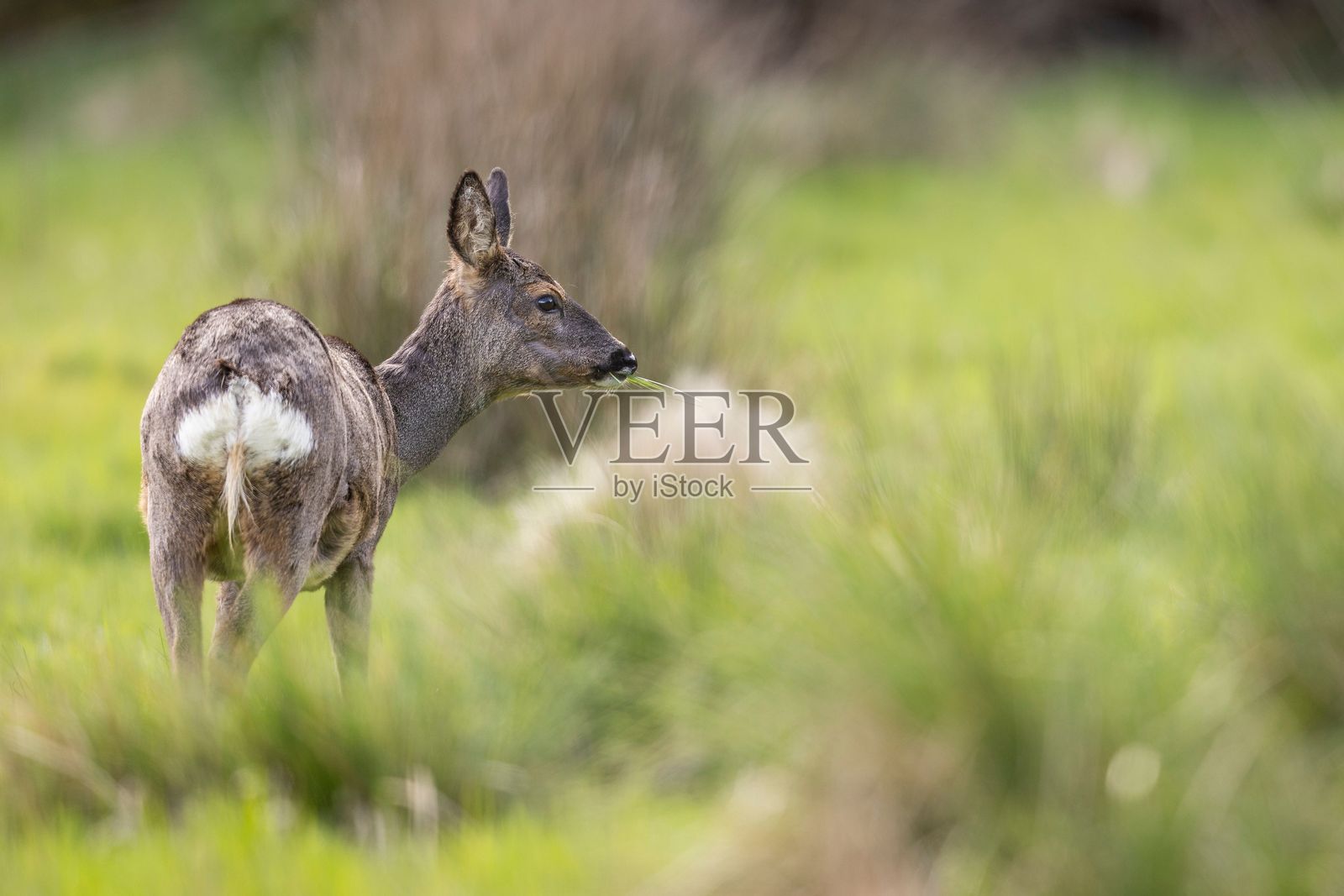 年轻的鹿在郁郁葱葱的草地上吃草。照片摄影图片