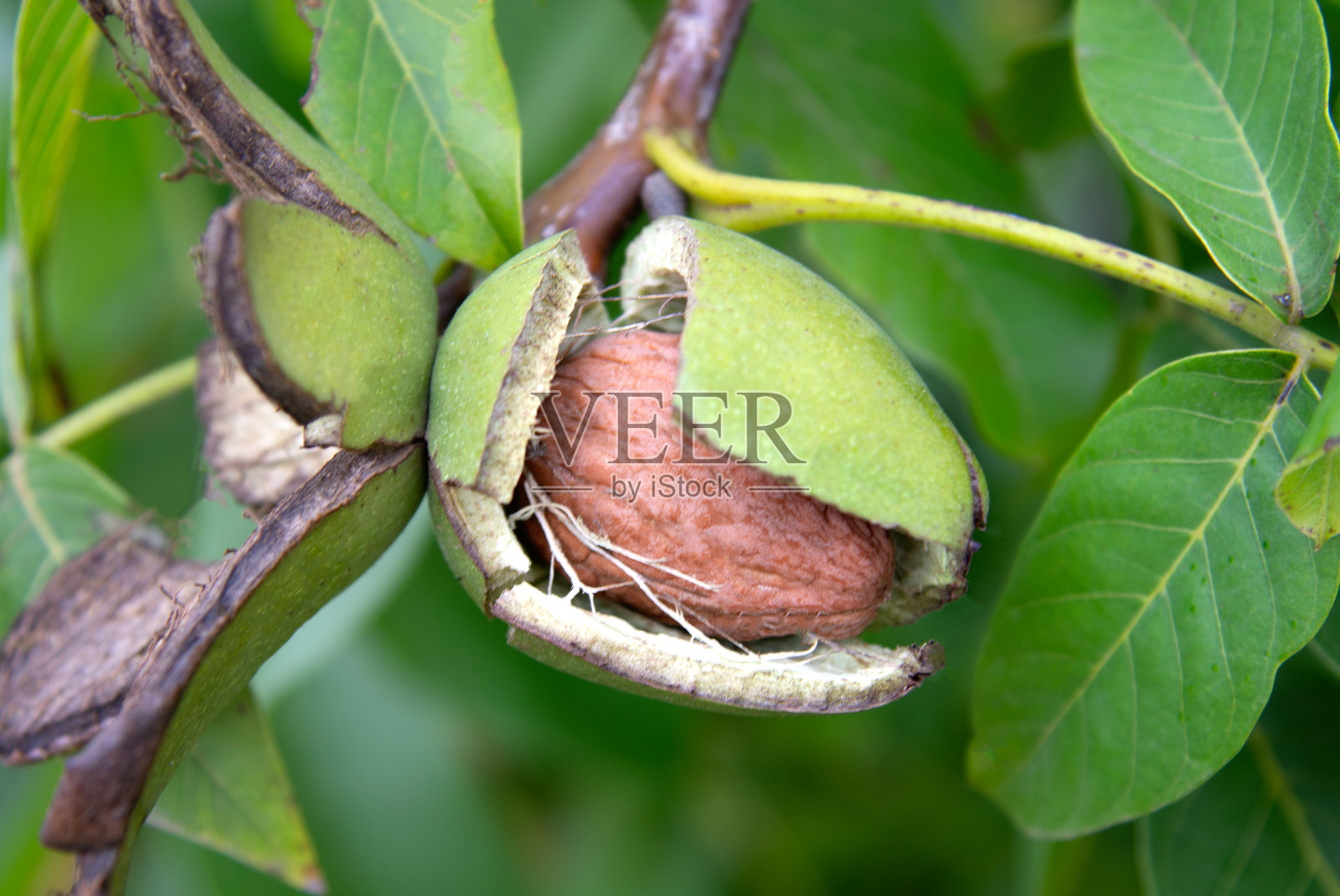 开口的核桃特写，选择性对焦照片摄影图片