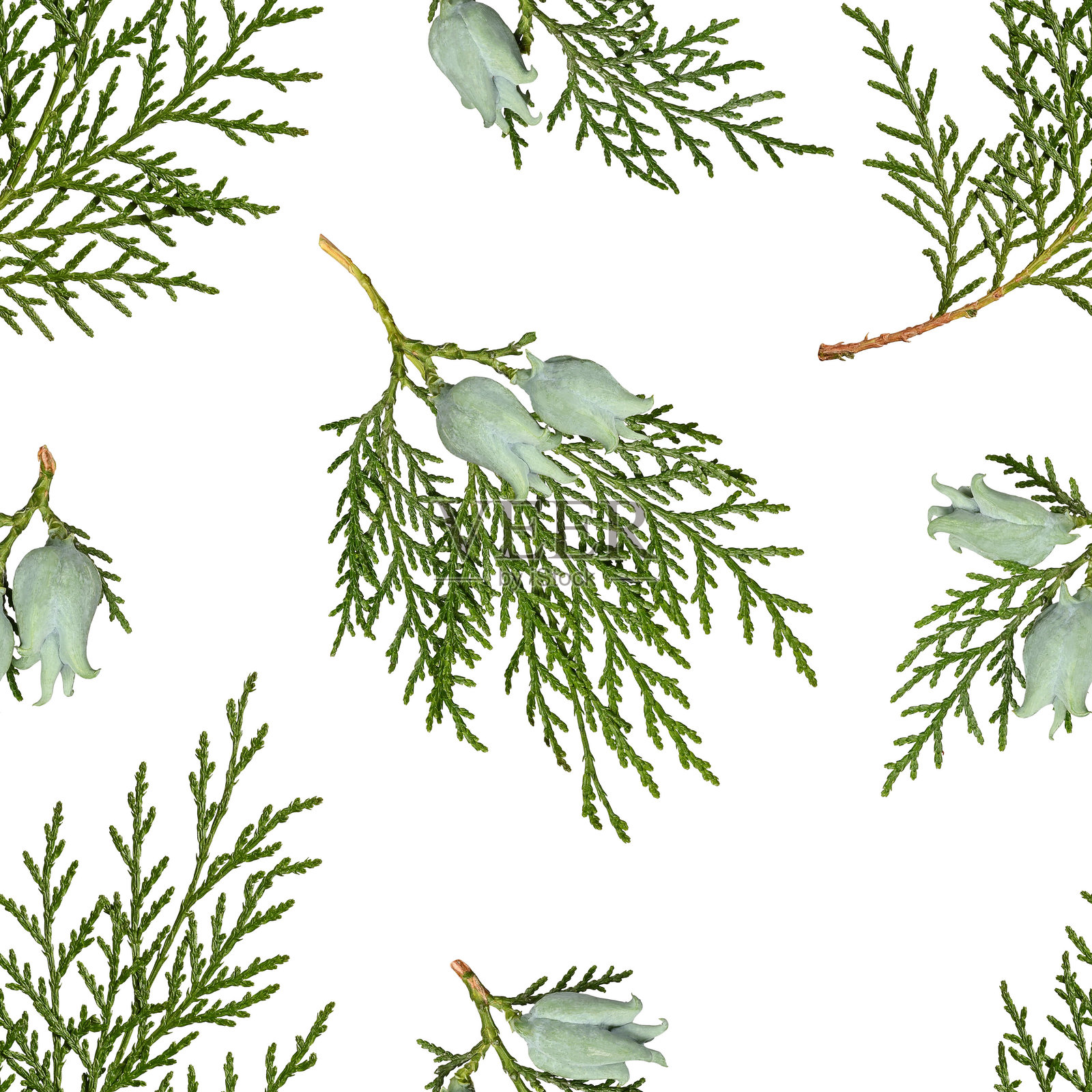 白色背景上孤立的东方侧柏（Platycladus orientalis）树枝和球果的无缝图案。照片摄影图片