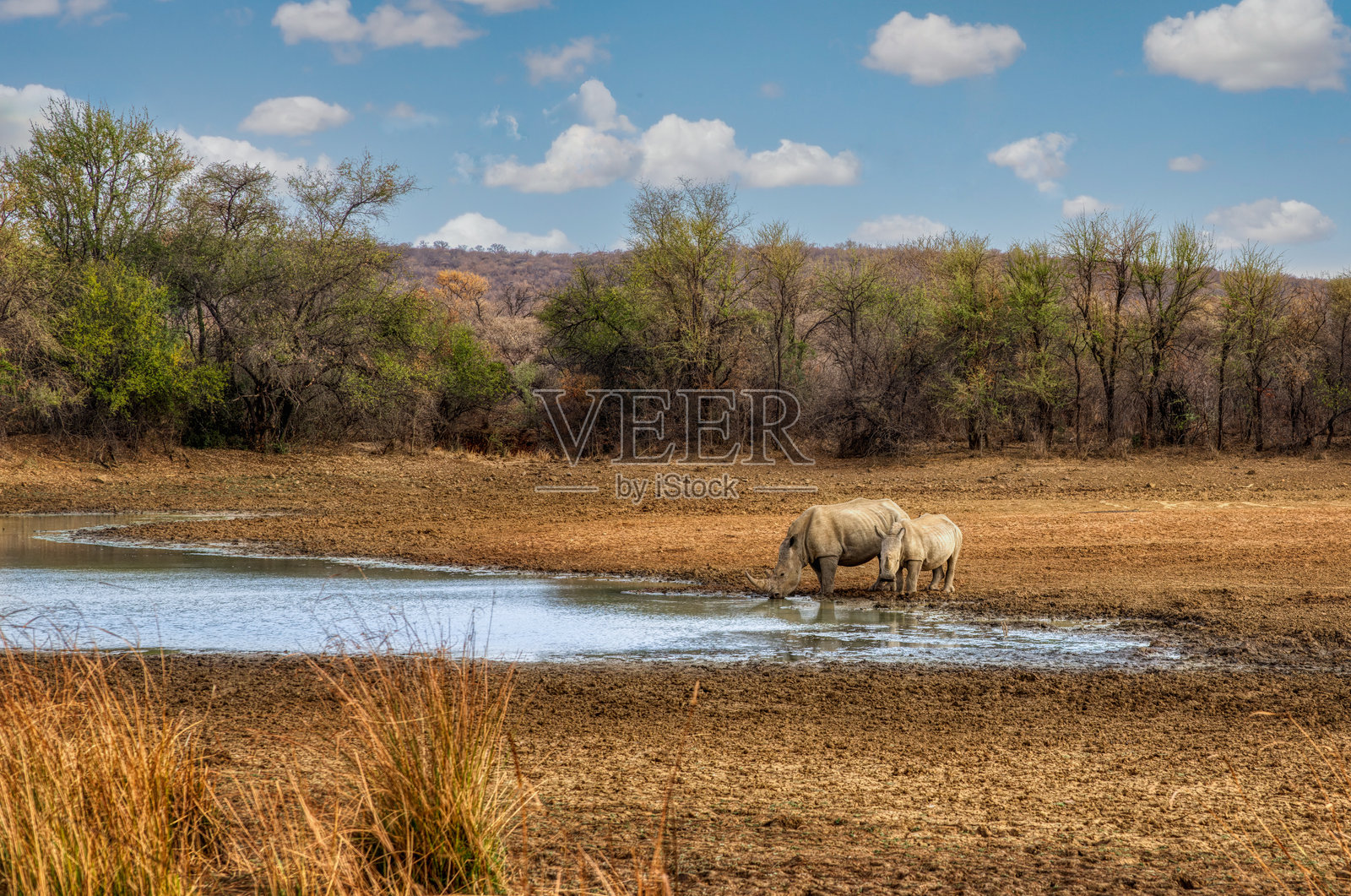 两只犀牛，母犀牛和小犀牛在非洲灌木丛中的水坑旁，背景是金合欢树和丘陵。照片摄影图片