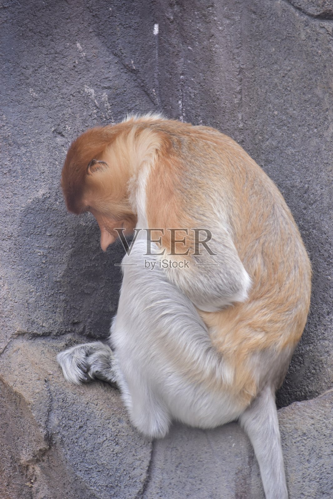 长鼻猴或贝卡坦猴照片摄影图片