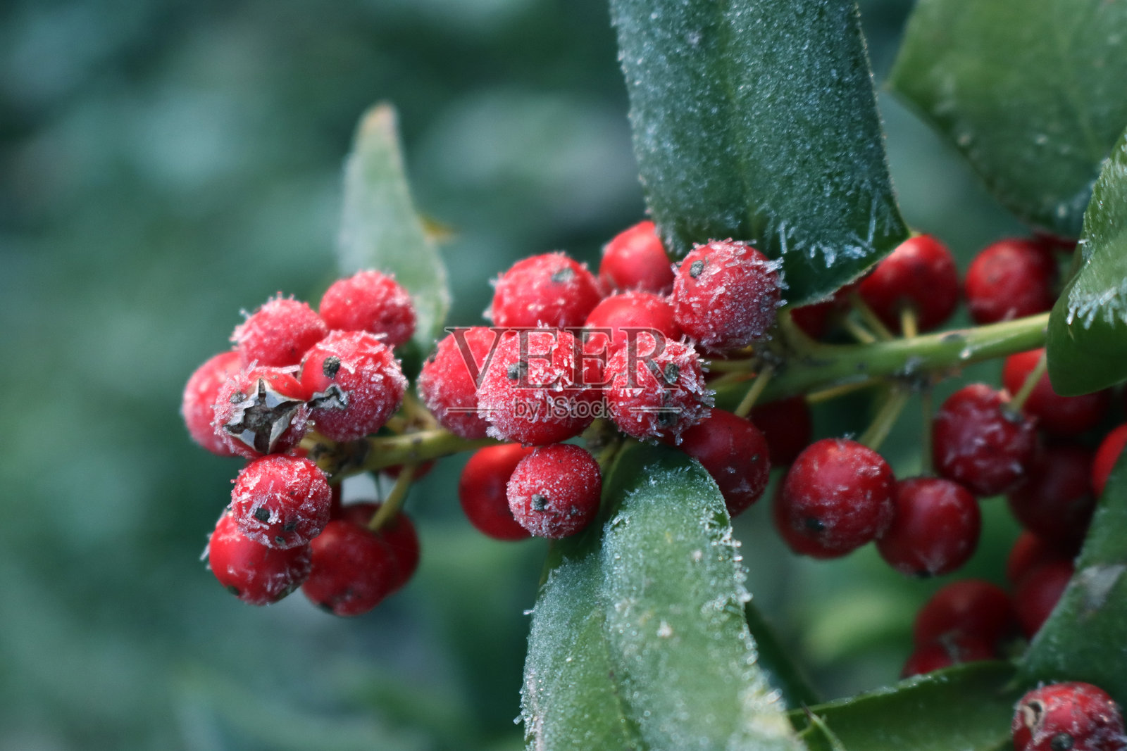 冬青枝上的霜和成熟的红色浆果特写。冬青（Ilex cornuta）照片摄影图片