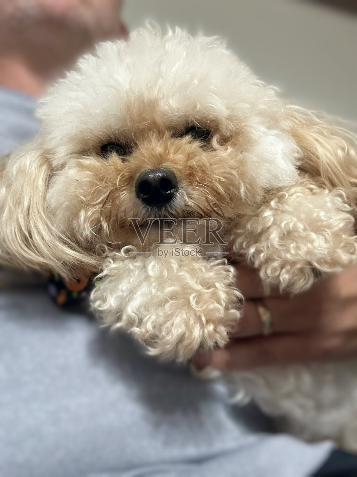 低角度拍摄的卡瓦普犬脸部特写照片摄影图片