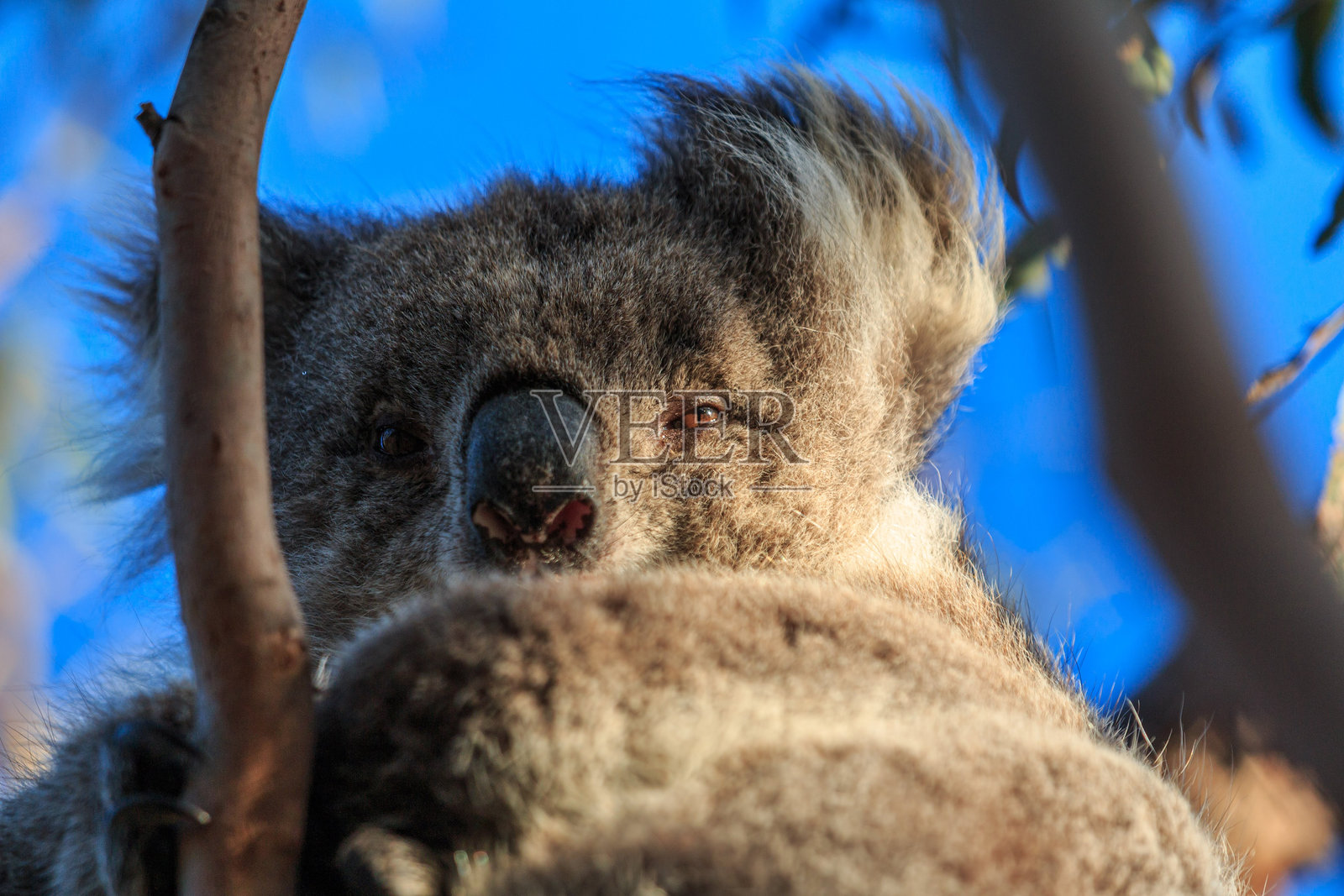 自然栖息地中的考拉特写镜头照片摄影图片