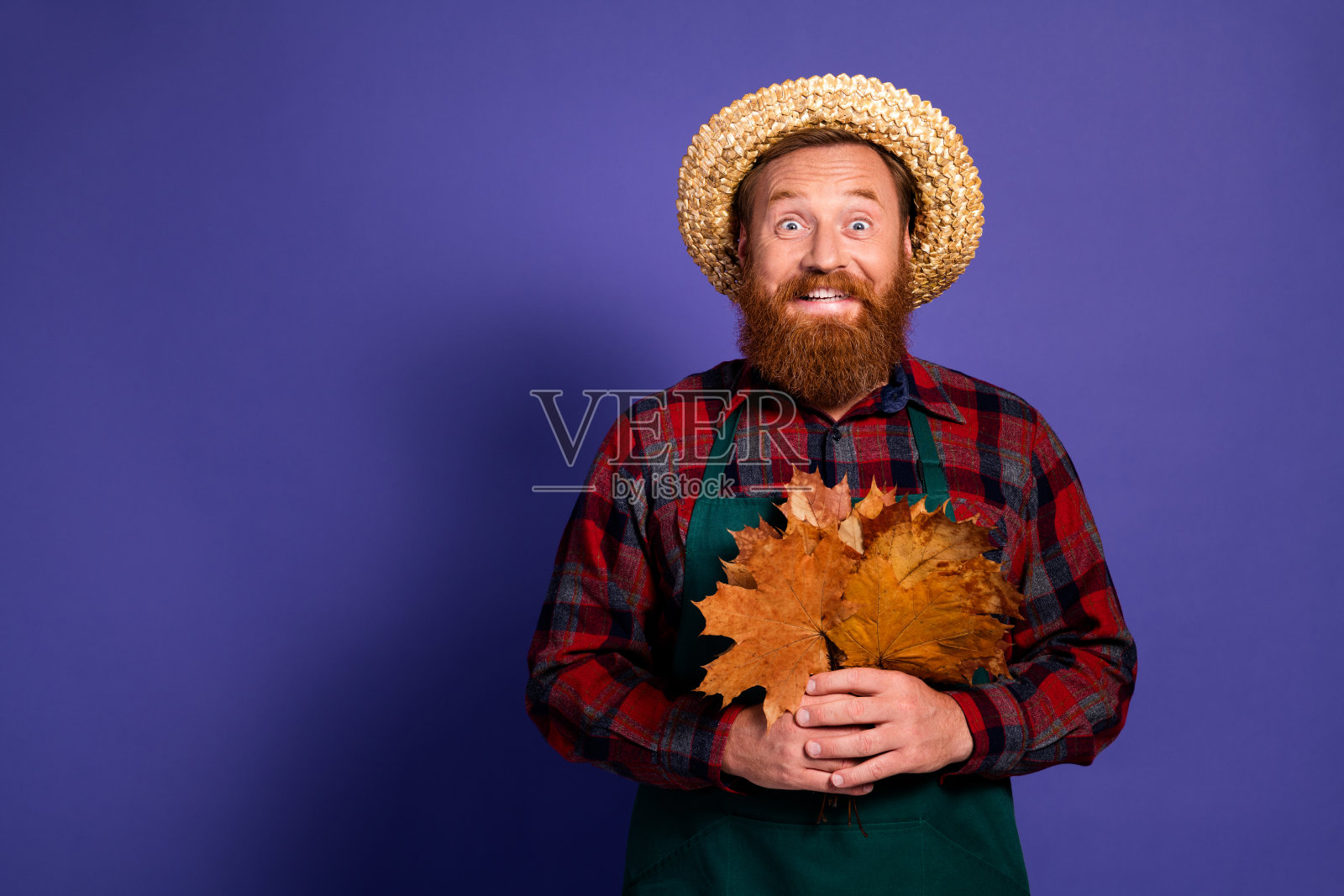 农民员工手持一束枫叶的照片，秋季收获时节，背景为紫色。照片摄影图片