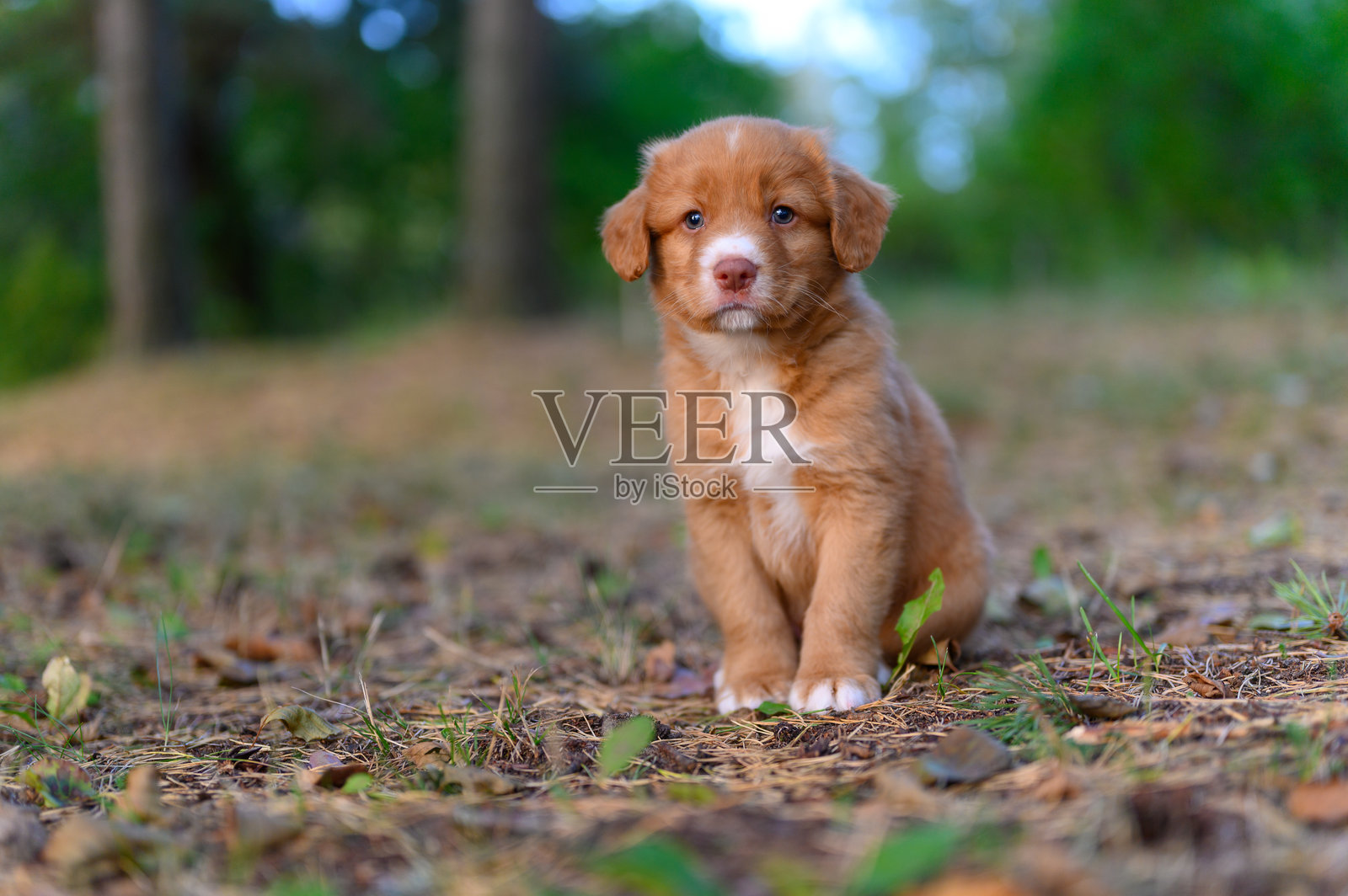 新斯科舍鸭托勒猎犬小狗坐照片摄影图片