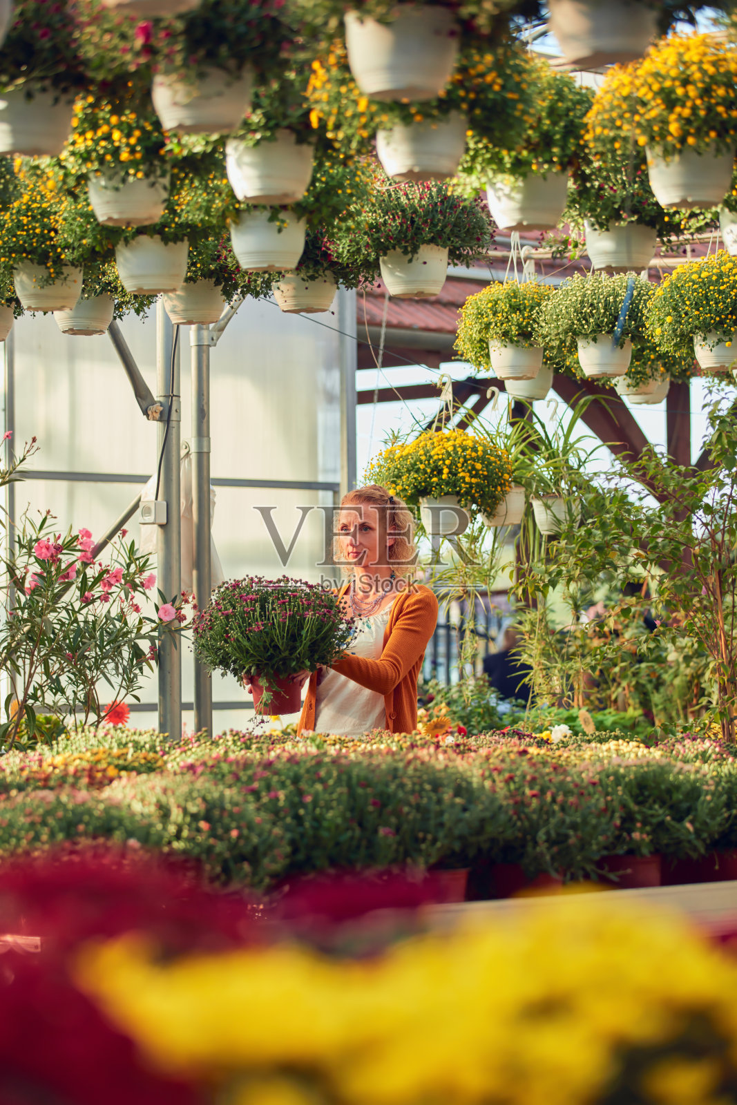 在花卉苗圃温室工作的女性，照顾植物并为销售做准备。照片摄影图片