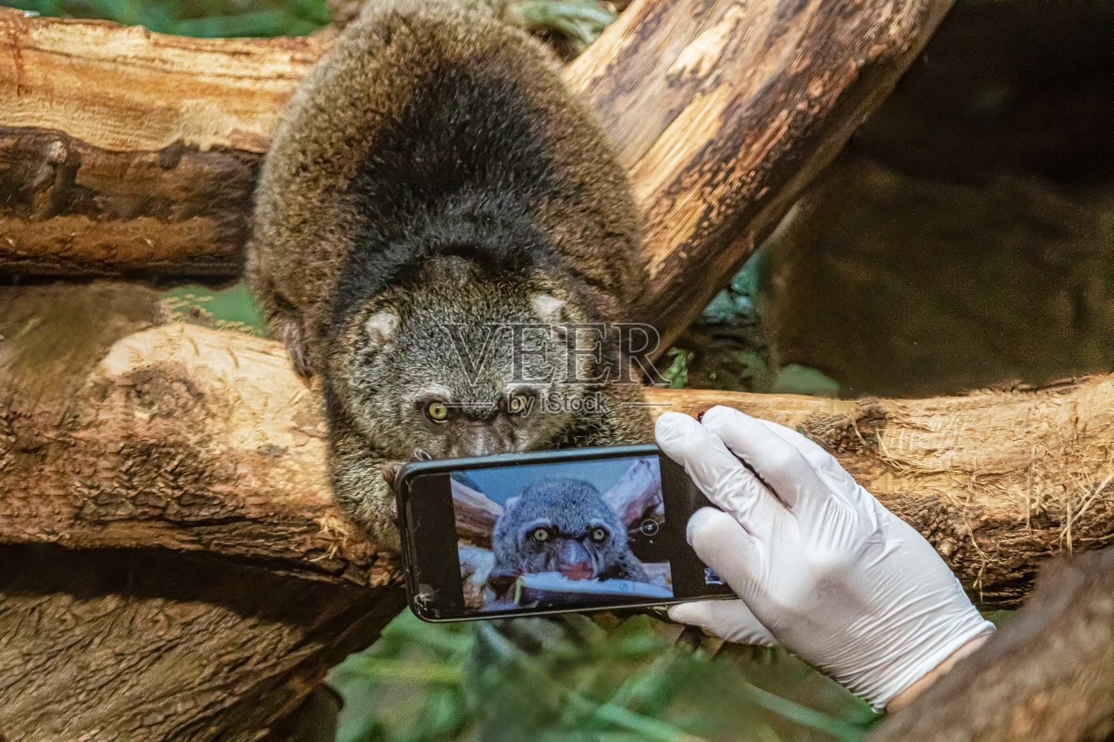 可爱的野生树袋熊（Aulurops ursinus）栖息在树上照片摄影图片