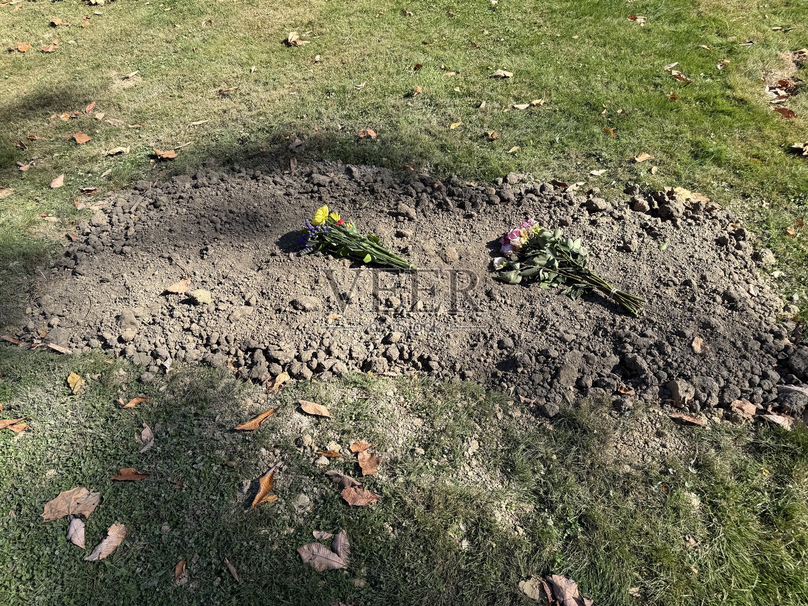 新挖的墓穴上面放着鲜花照片摄影图片