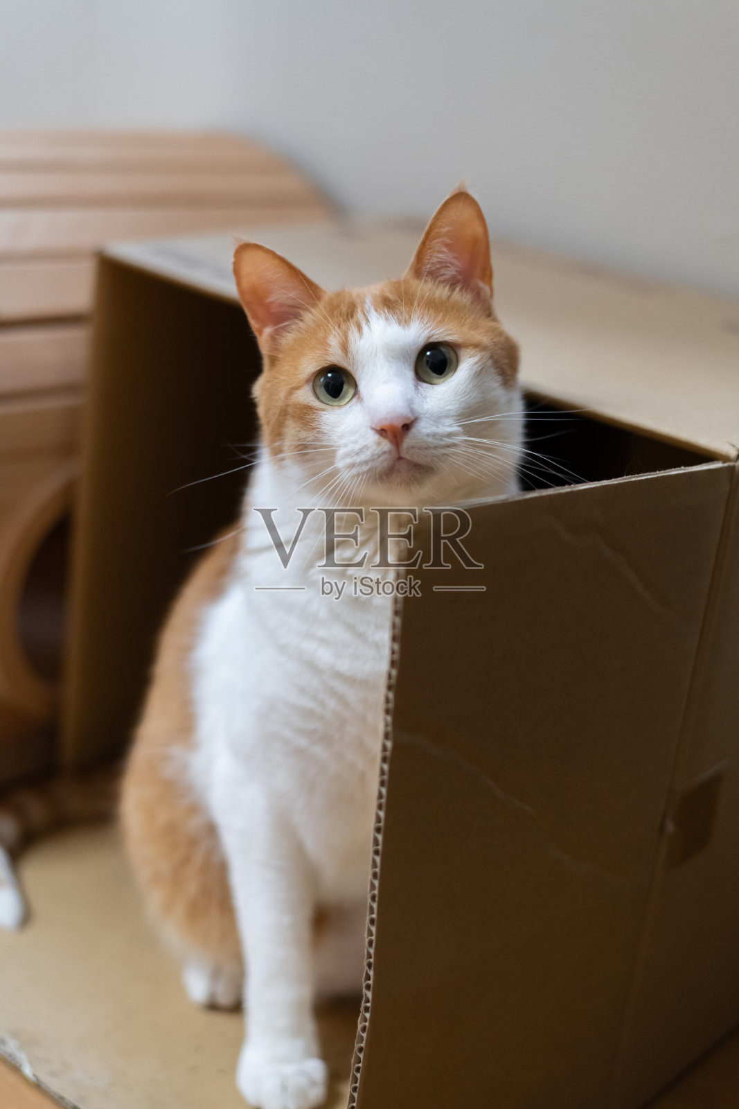 猫咪透过纸箱凝视照片摄影图片