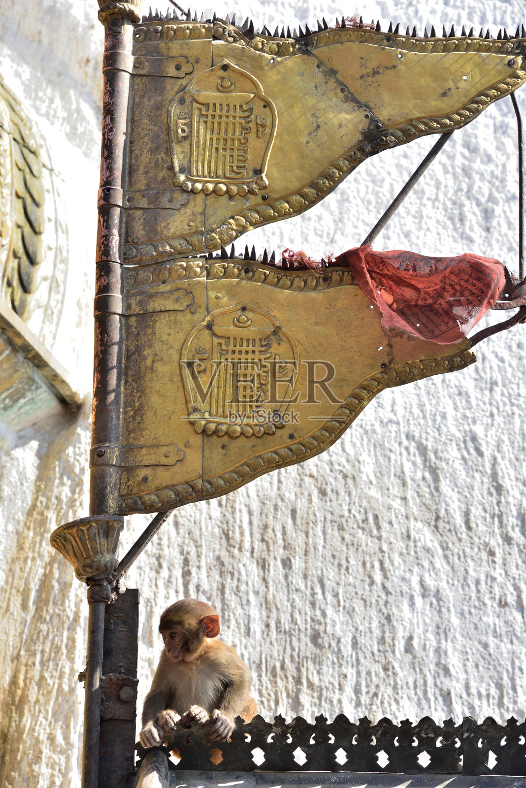 猴子是一种可爱的动物照片摄影图片