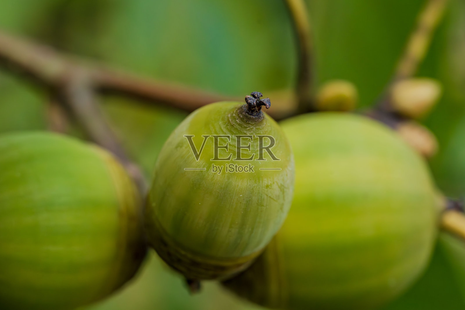 绿色橡子 6照片摄影图片