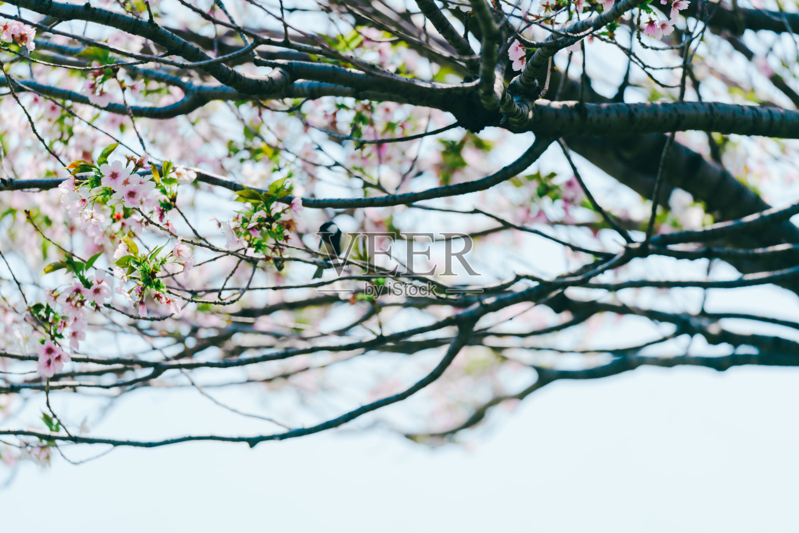 东京公园樱花盛开。照片摄影图片