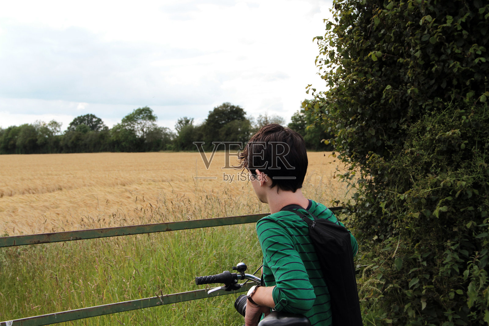 骑自行车的男子凝视着小麦田，莱克斯雷德照片摄影图片