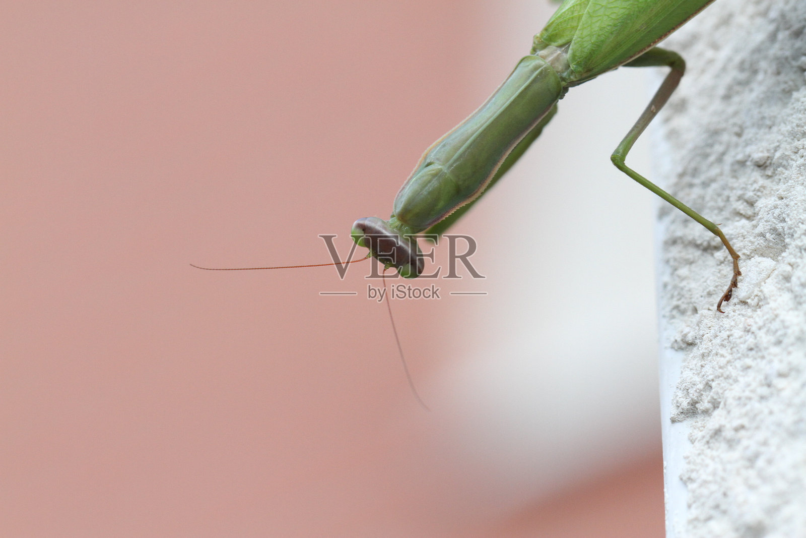 宗教螳螂栖息在墙上，正面和侧面用眼睛观察，外部自然环境，外墙纸，昆虫，捕食者，草虎，气氛恐怖，万圣节背光。照片摄影图片