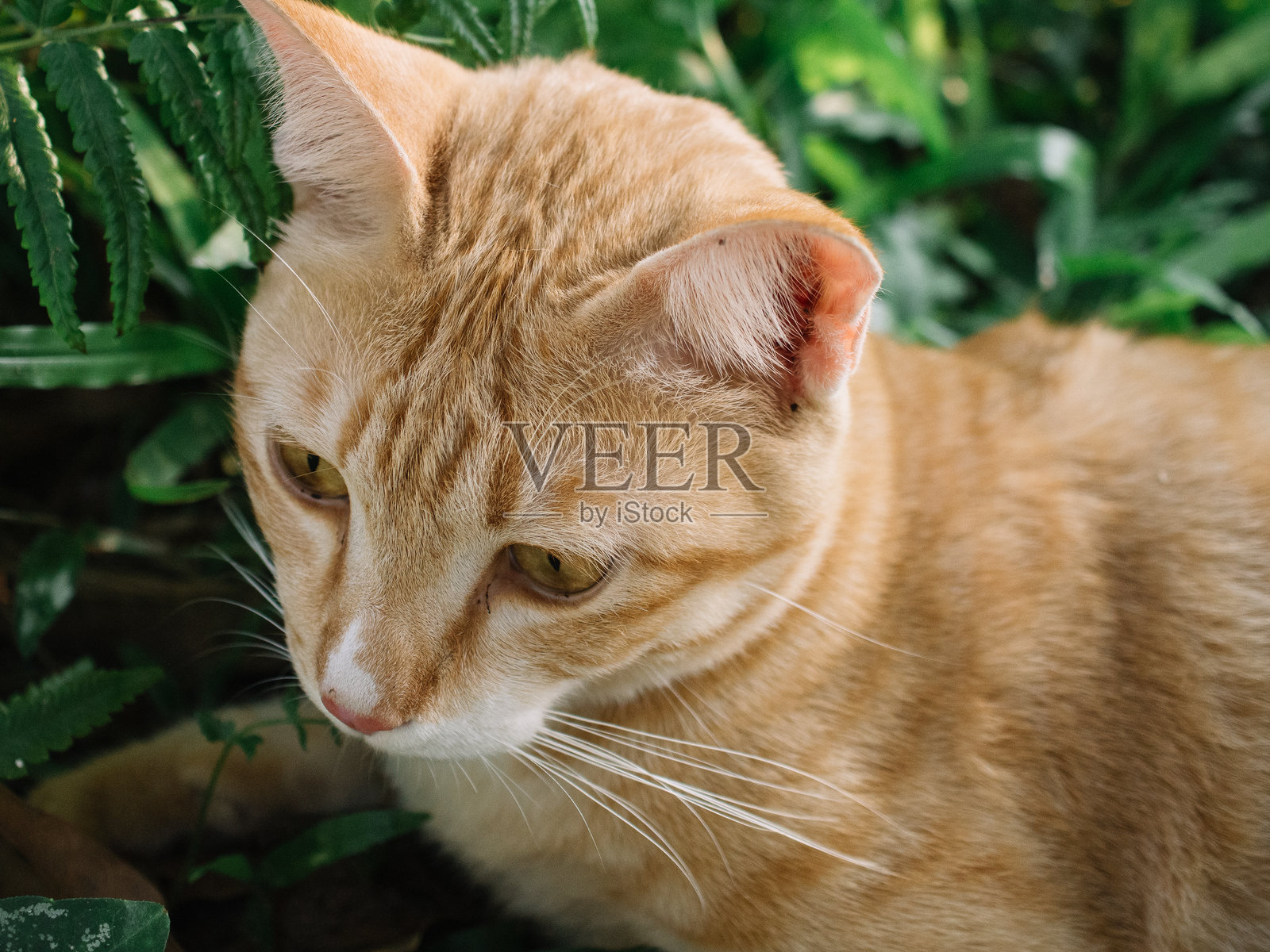 可爱的橘色猫咪照片摄影图片