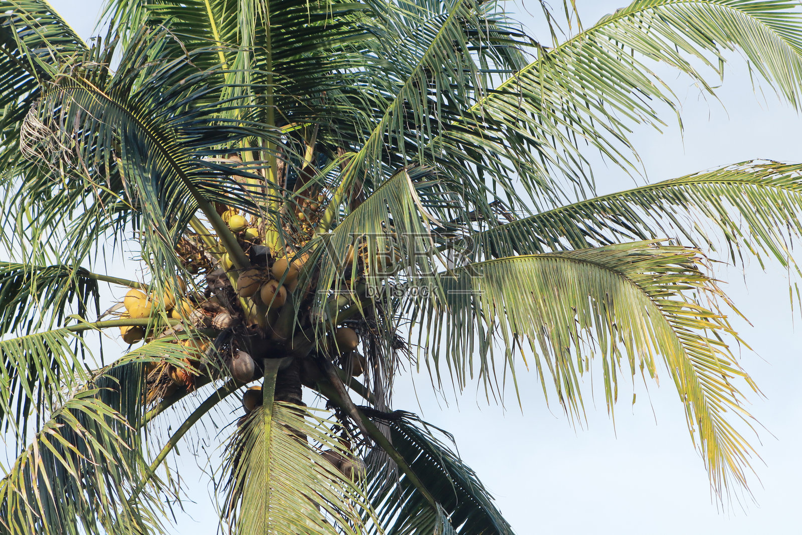 在蓝天之下，椰子树结满果实，随风摇曳。照片摄影图片