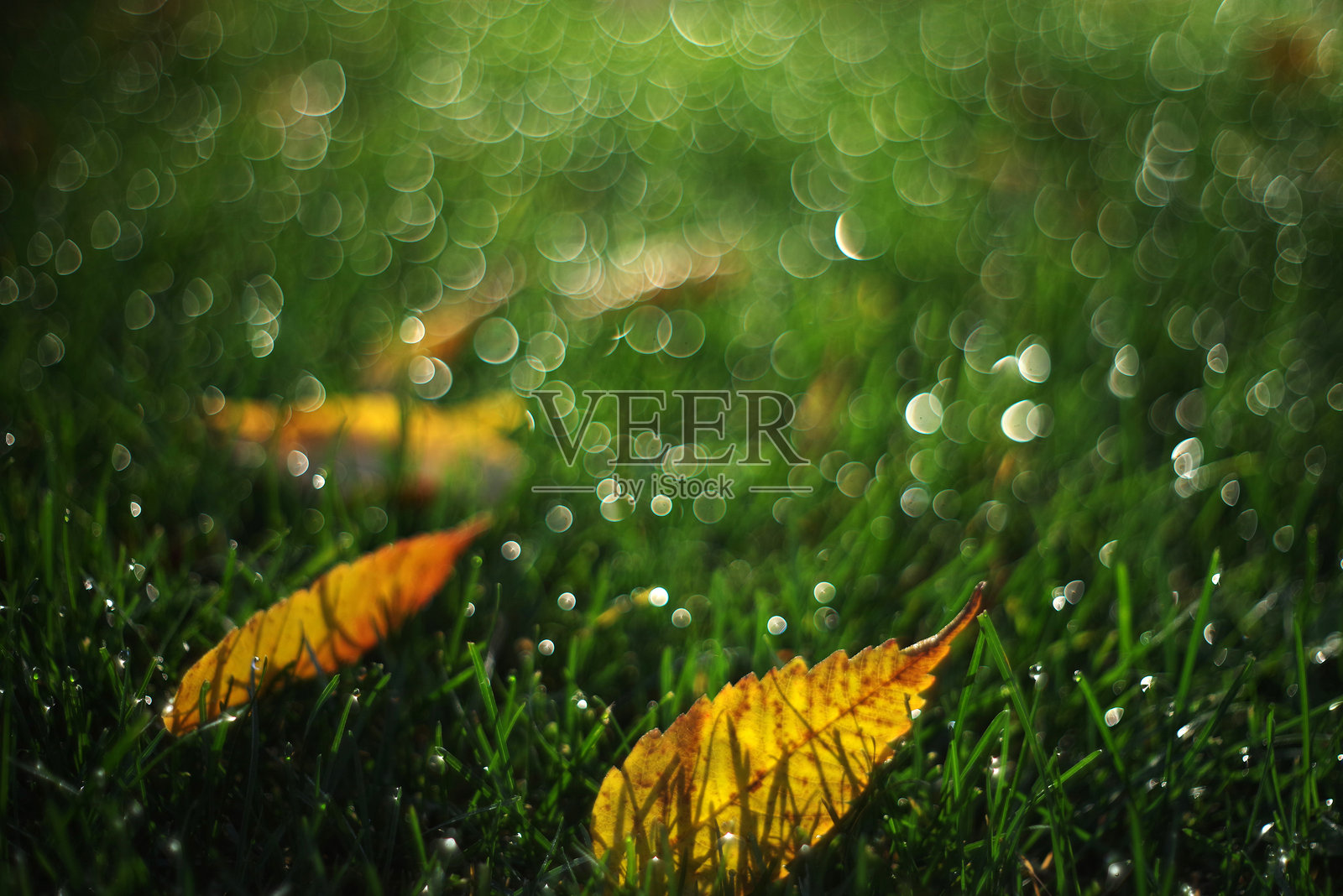 落叶躺在草地上，背景模糊。照片摄影图片