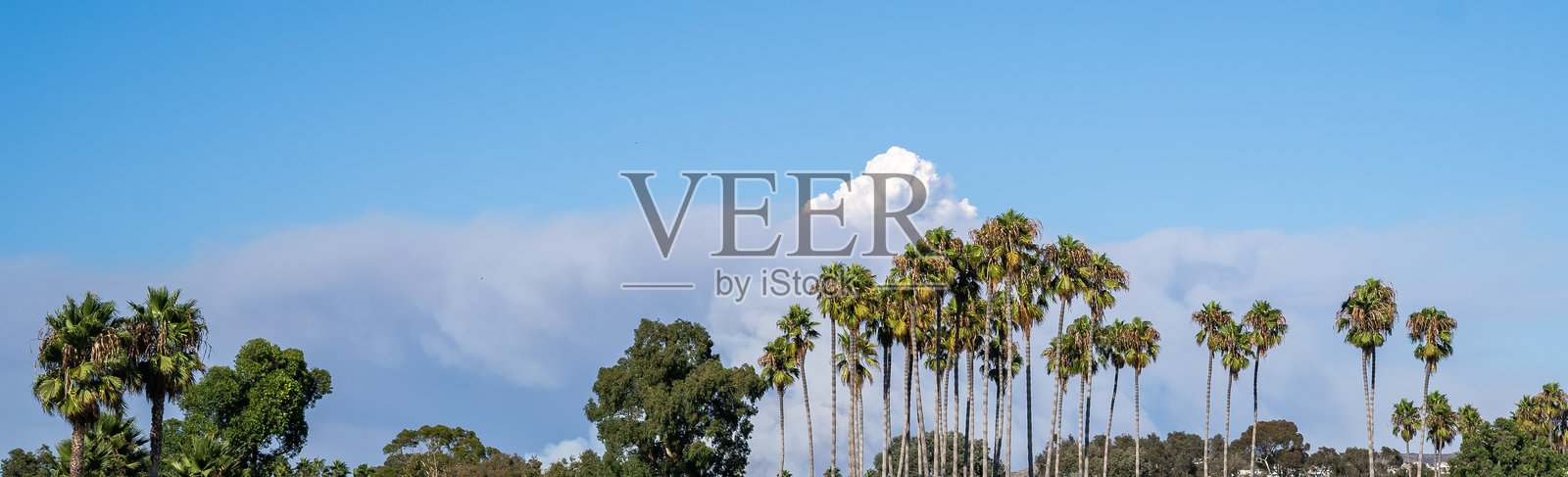 灾难性的云层笼罩在棕榈树顶上，夏季加州野火照片摄影图片