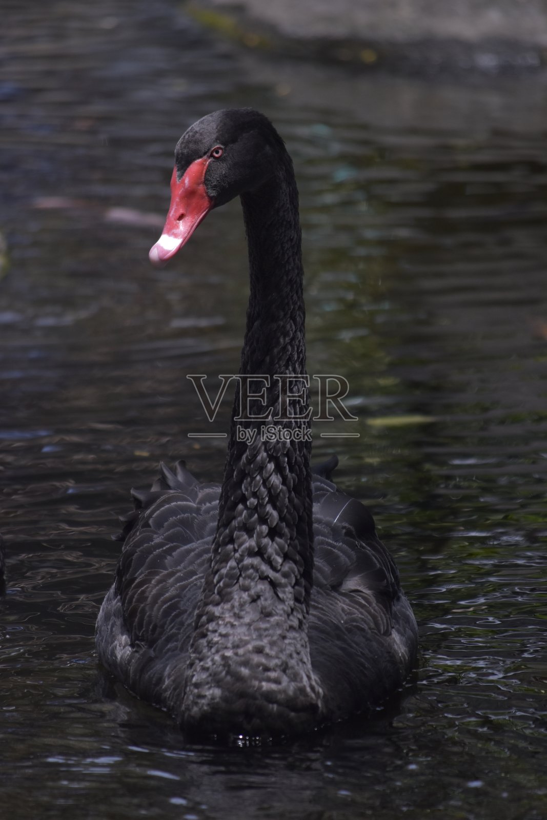 黑天鹅 (Cygnus atratus)照片摄影图片