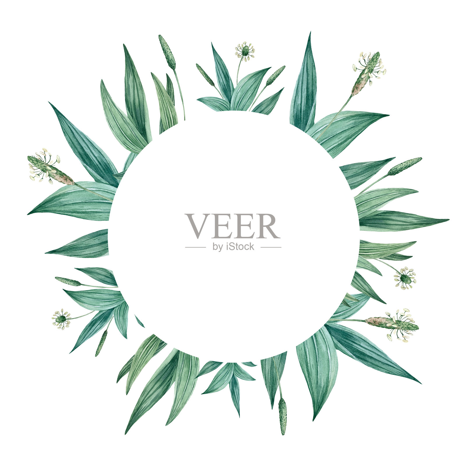 无缝水彩花卉图案，配有绿色叶子和车前花。手工水彩绘制。适用于面料、包装纸、餐具和包装设计。照片摄影图片