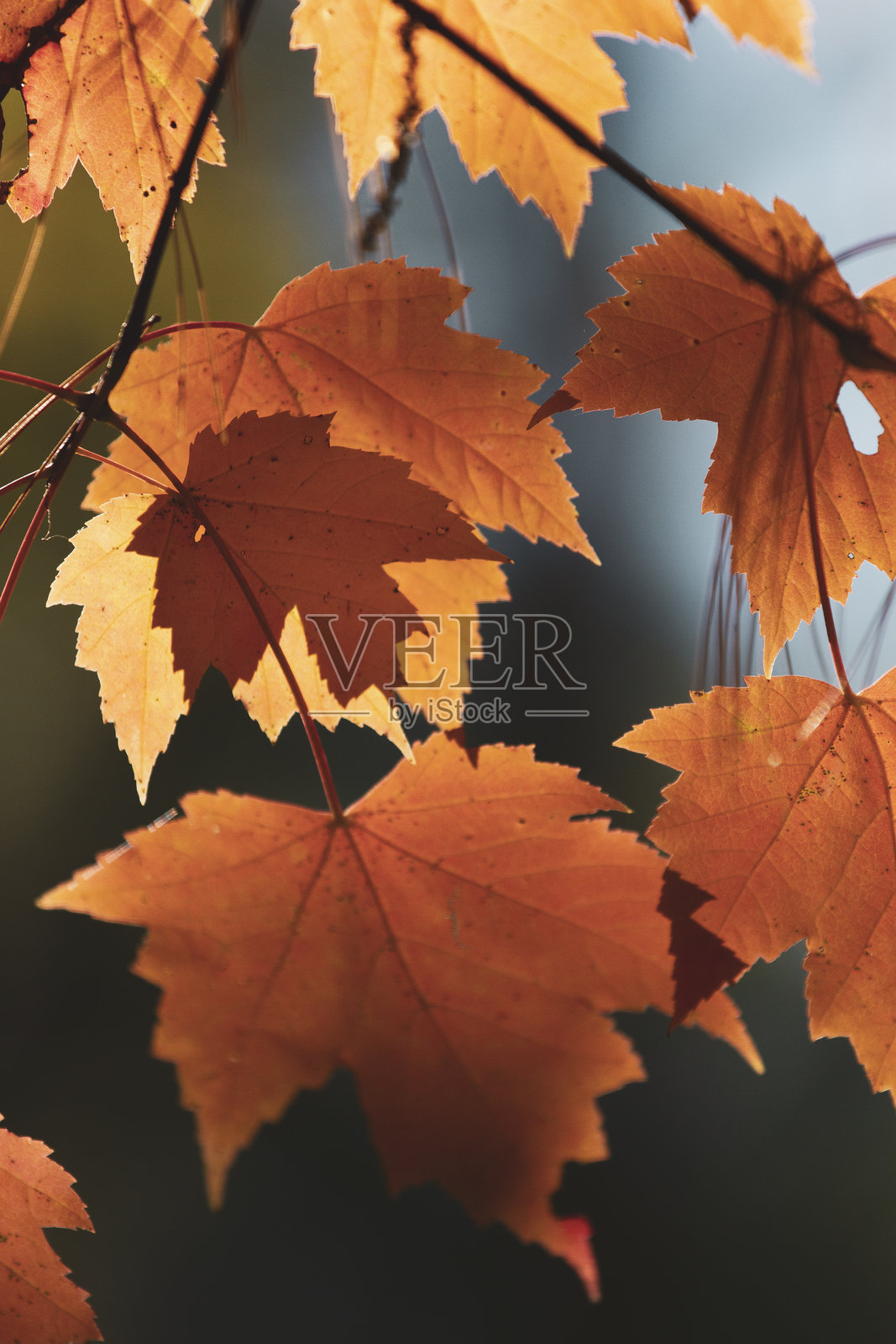 温暖秋色中生动的秋叶特写镜头照片摄影图片