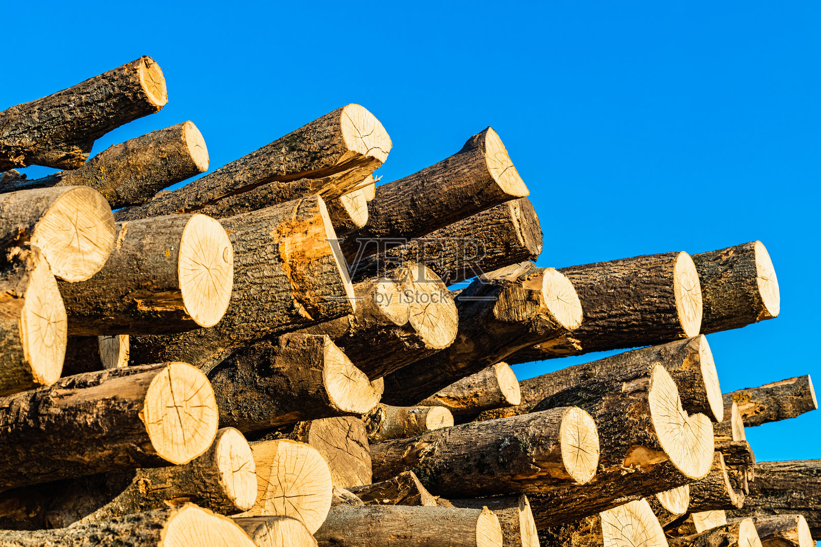 砍伐树木的树干躺在森林中。照片摄影图片