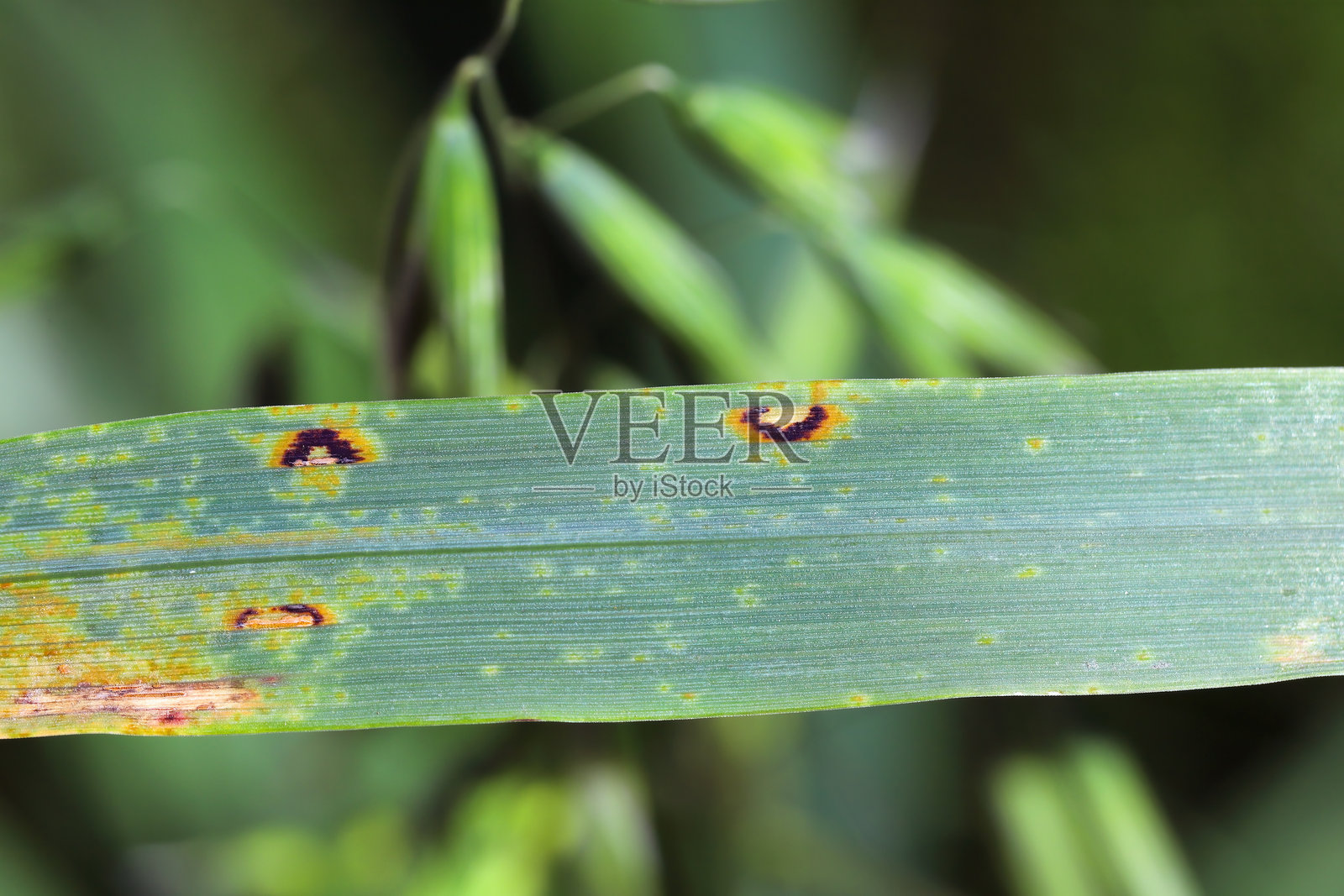 秋季冬季谷物上的真菌病。叶斑。产量损失。照片摄影图片