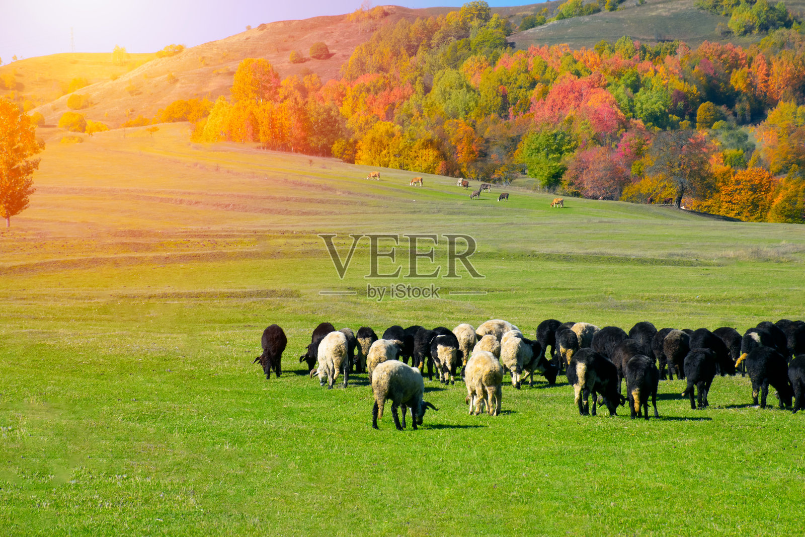 在秋天的日落时分，一群动物在高原上吃草照片摄影图片