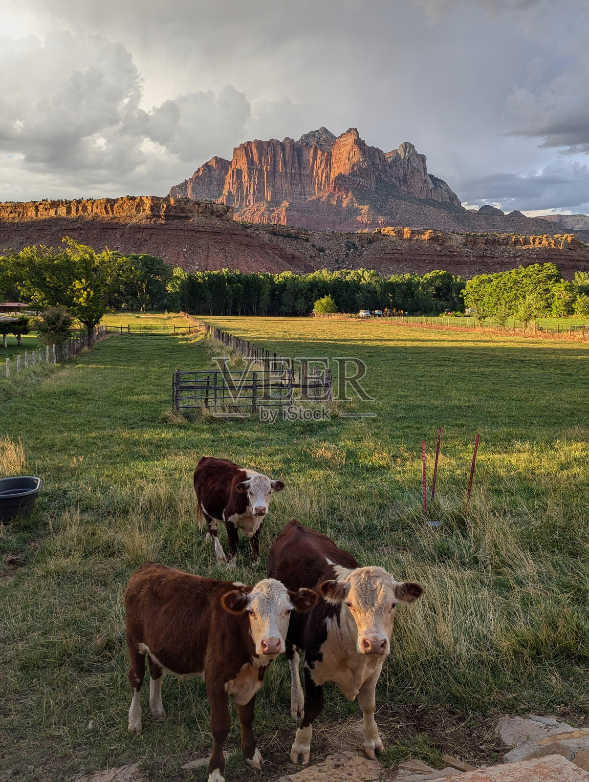 牧场上的牛群与锡安国家公园基内萨瓦山上空的季风暴云照片摄影图片