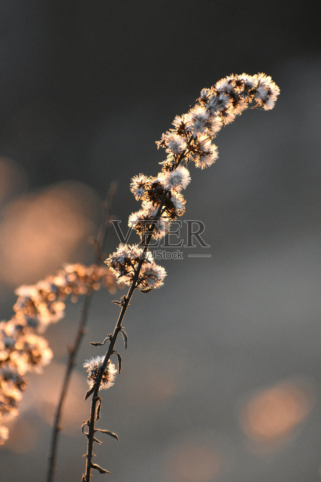 冬季天空下的樱花特写照片摄影图片