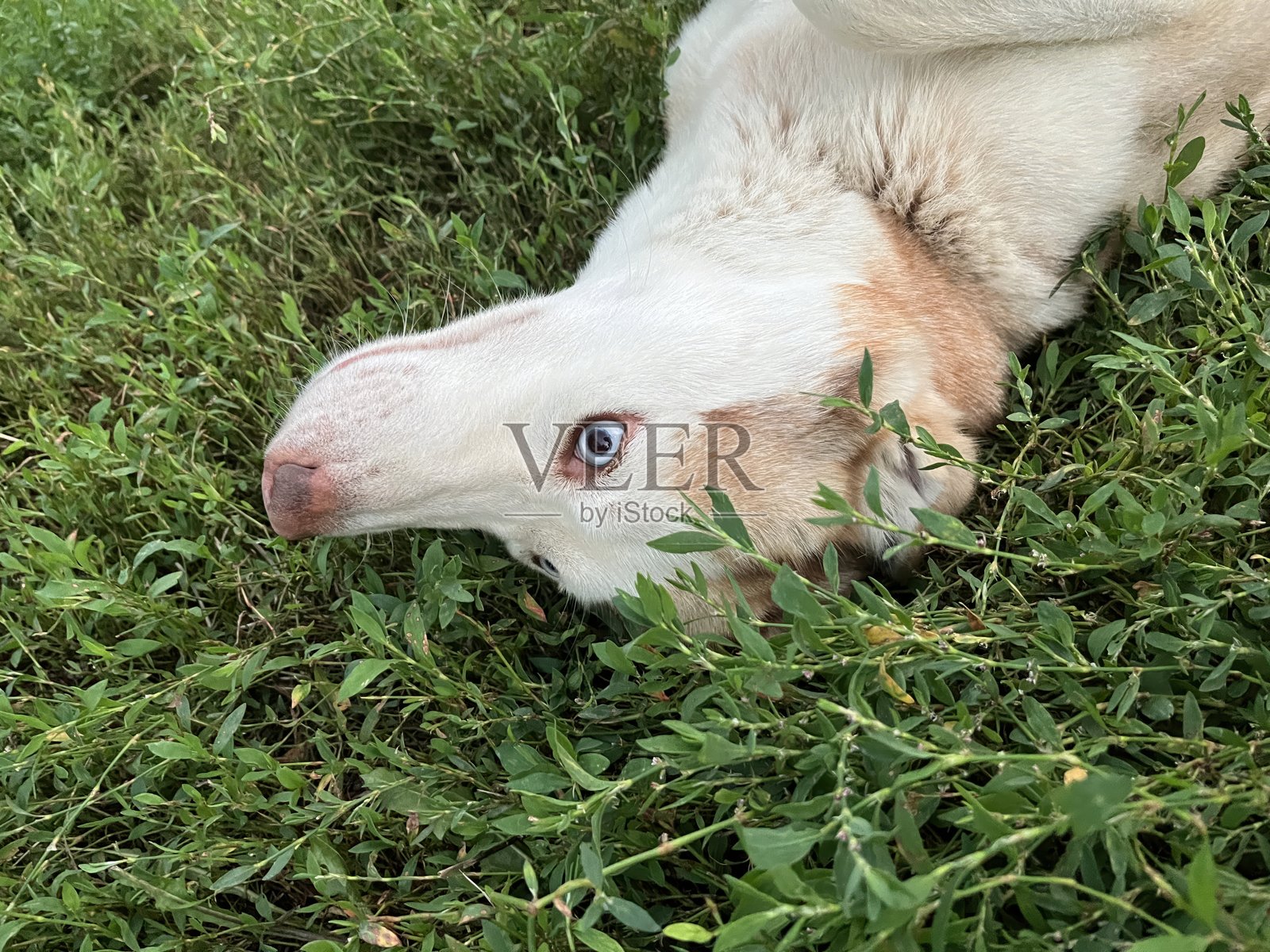 哈士奇在草地上奔跑照片摄影图片