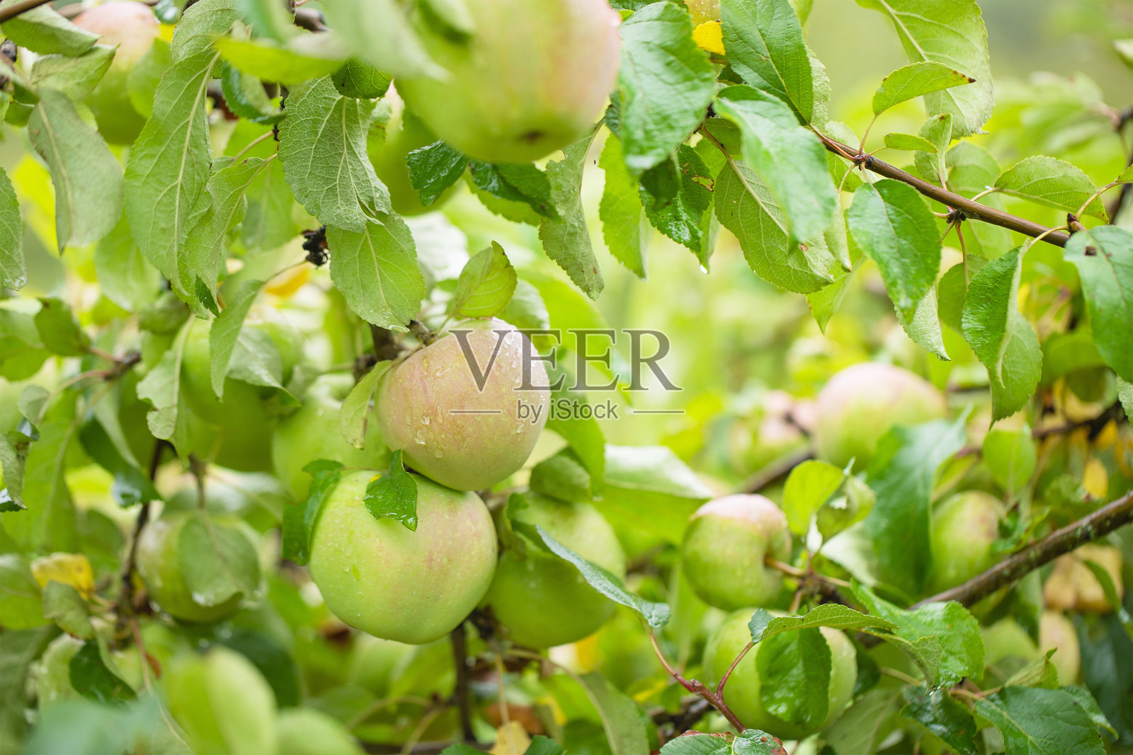 新鲜的苹果挂在树上，有机水果种植园照片摄影图片