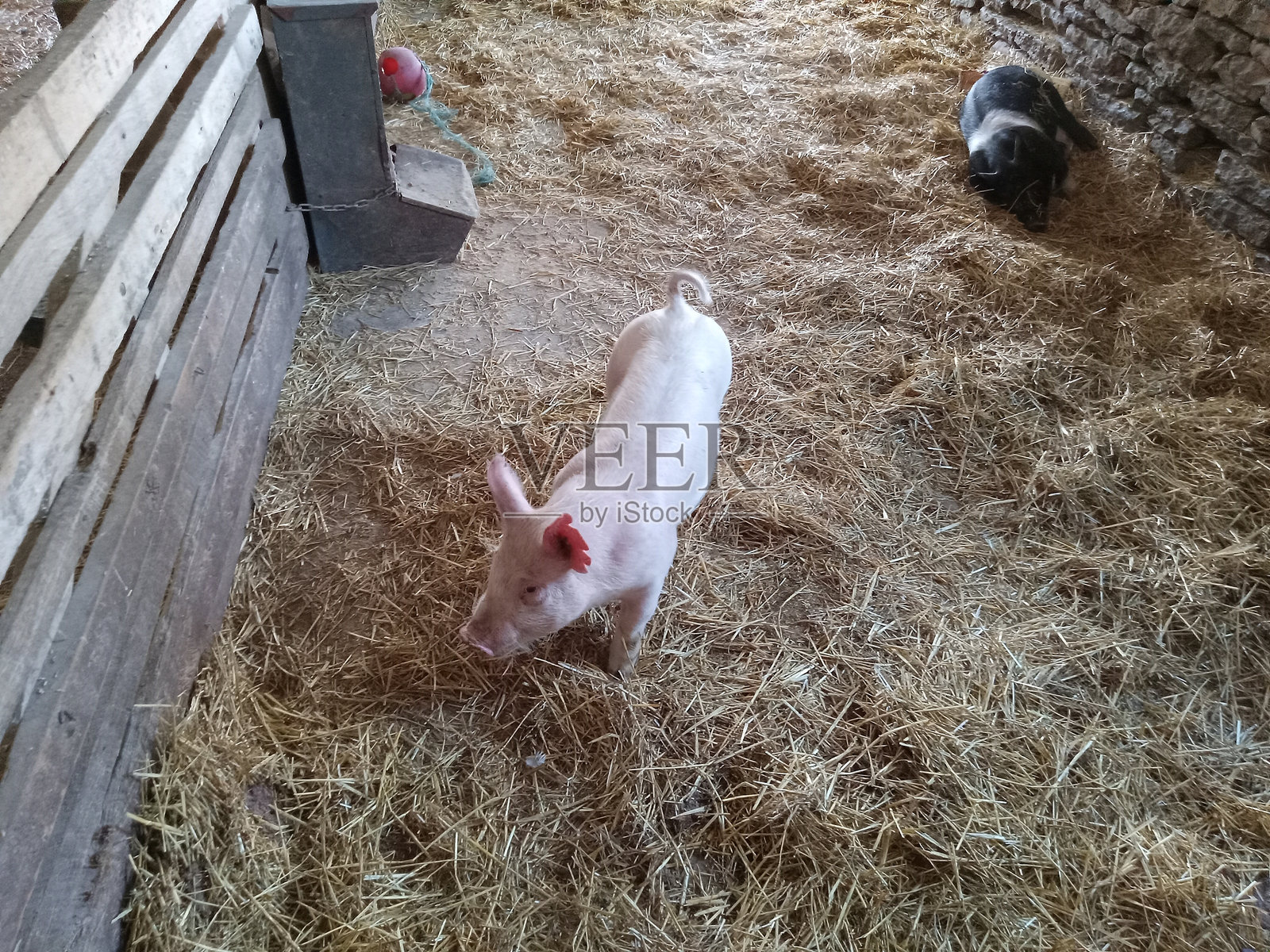 猪照片摄影图片